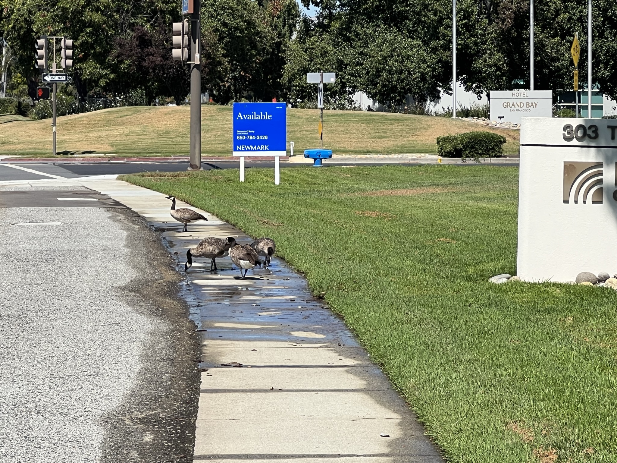 又是一群加拿大鹅