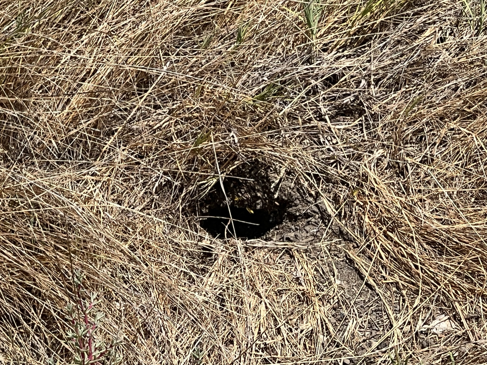 蜜蜂的窝居然在地上