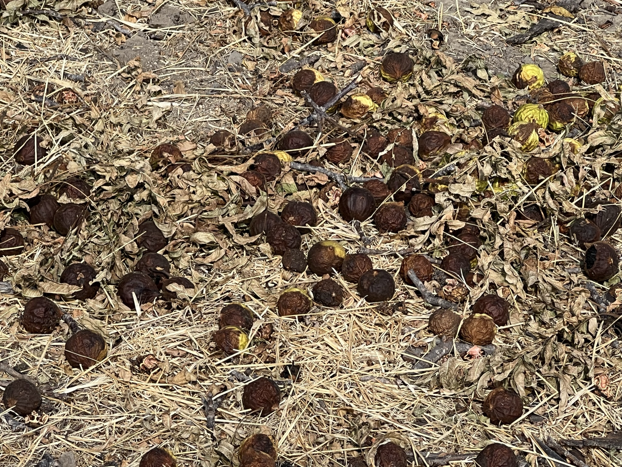 这个是核桃吗？