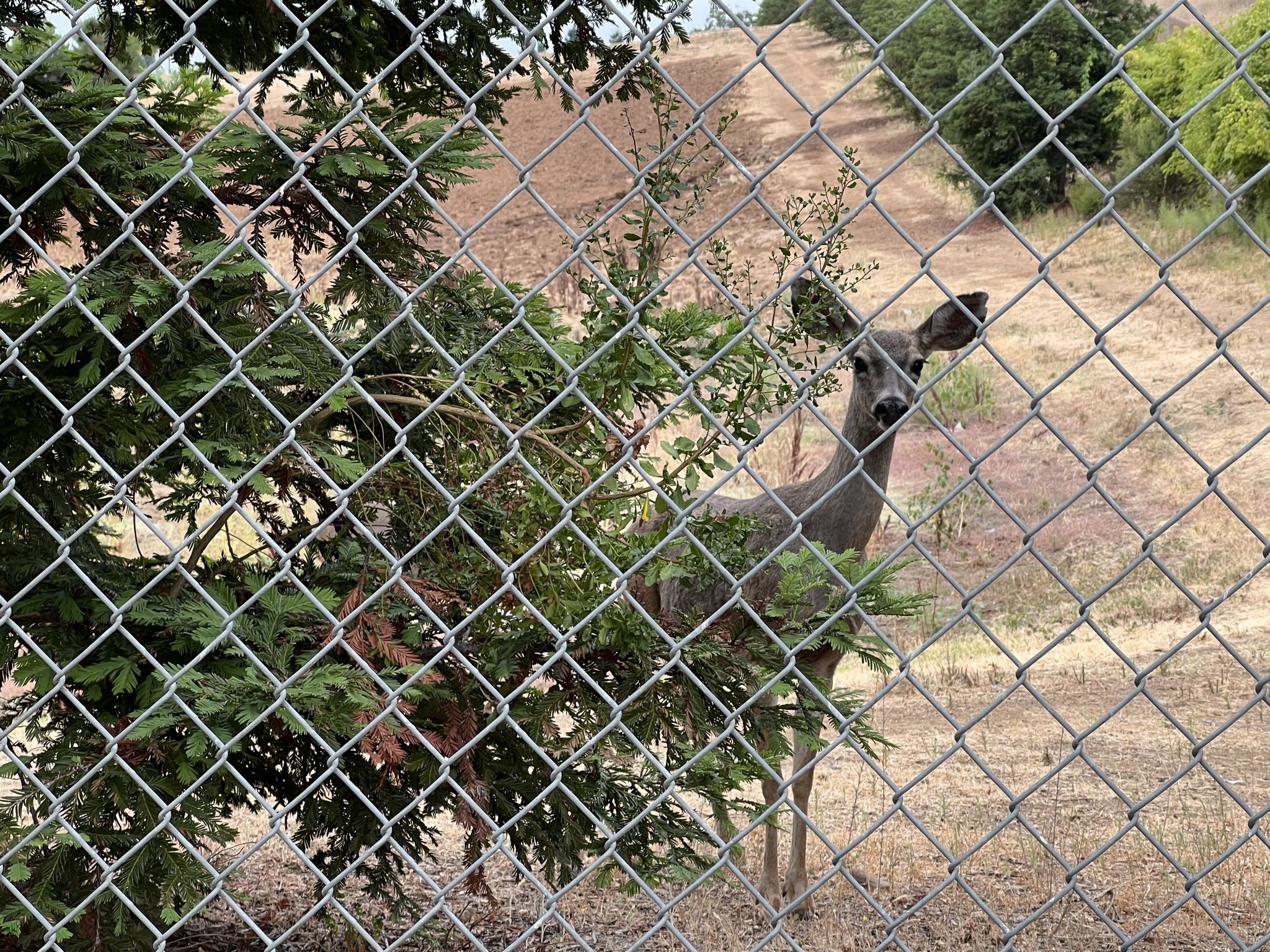 陵园里发现了鹿