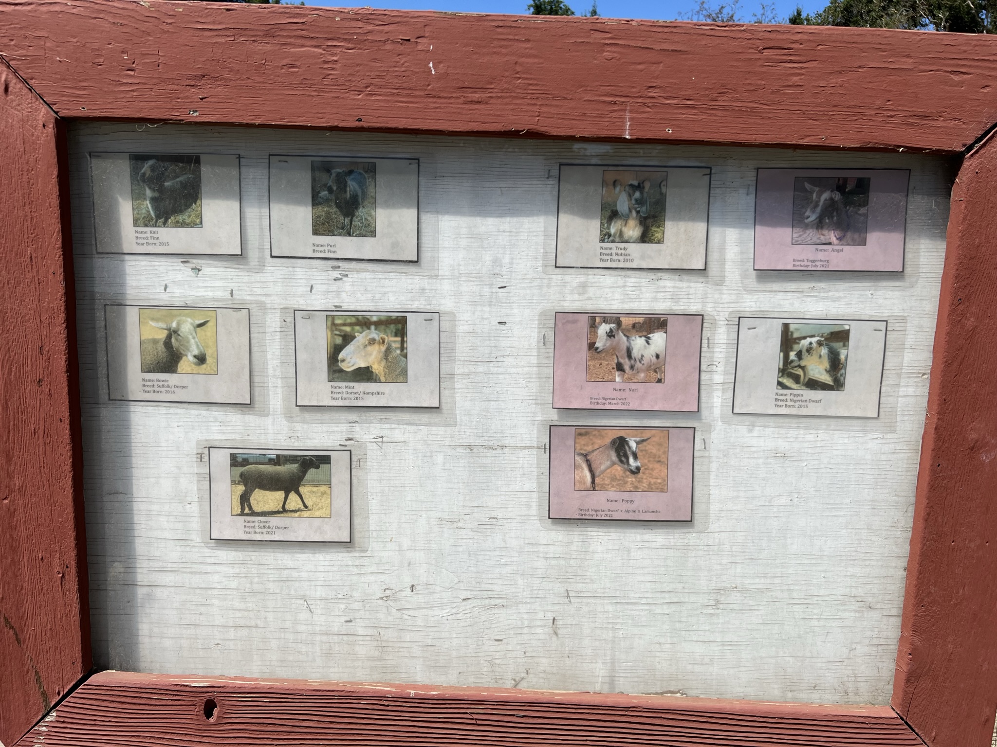 每个羊都还有名字