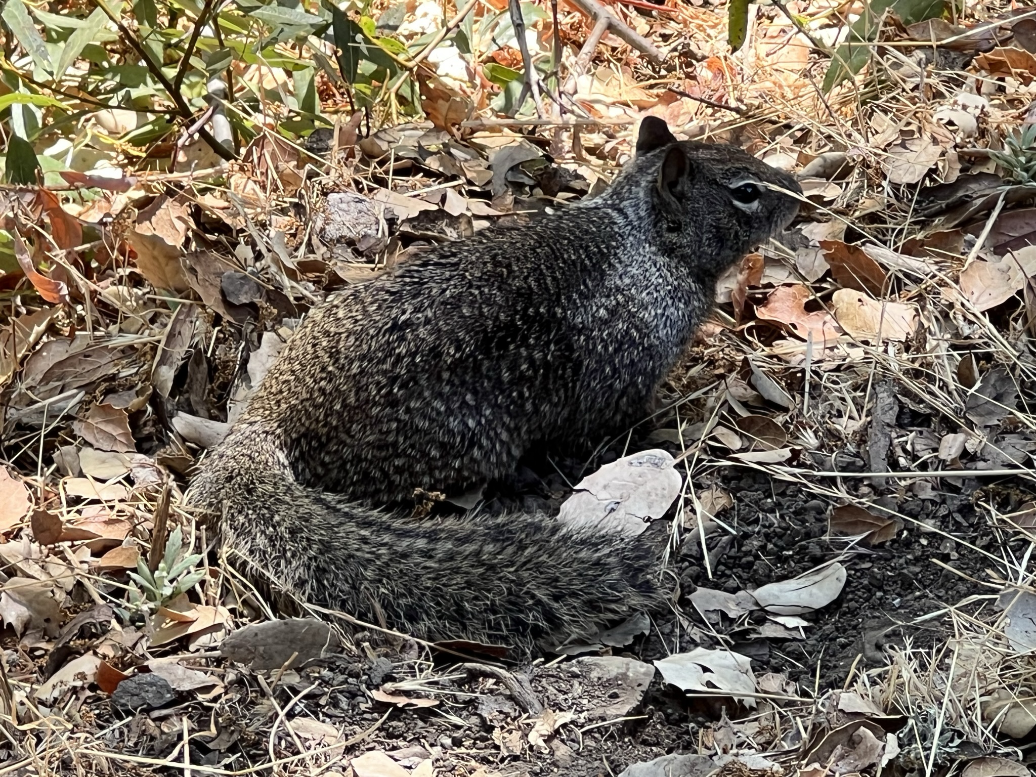 农场的松鼠也不怕人