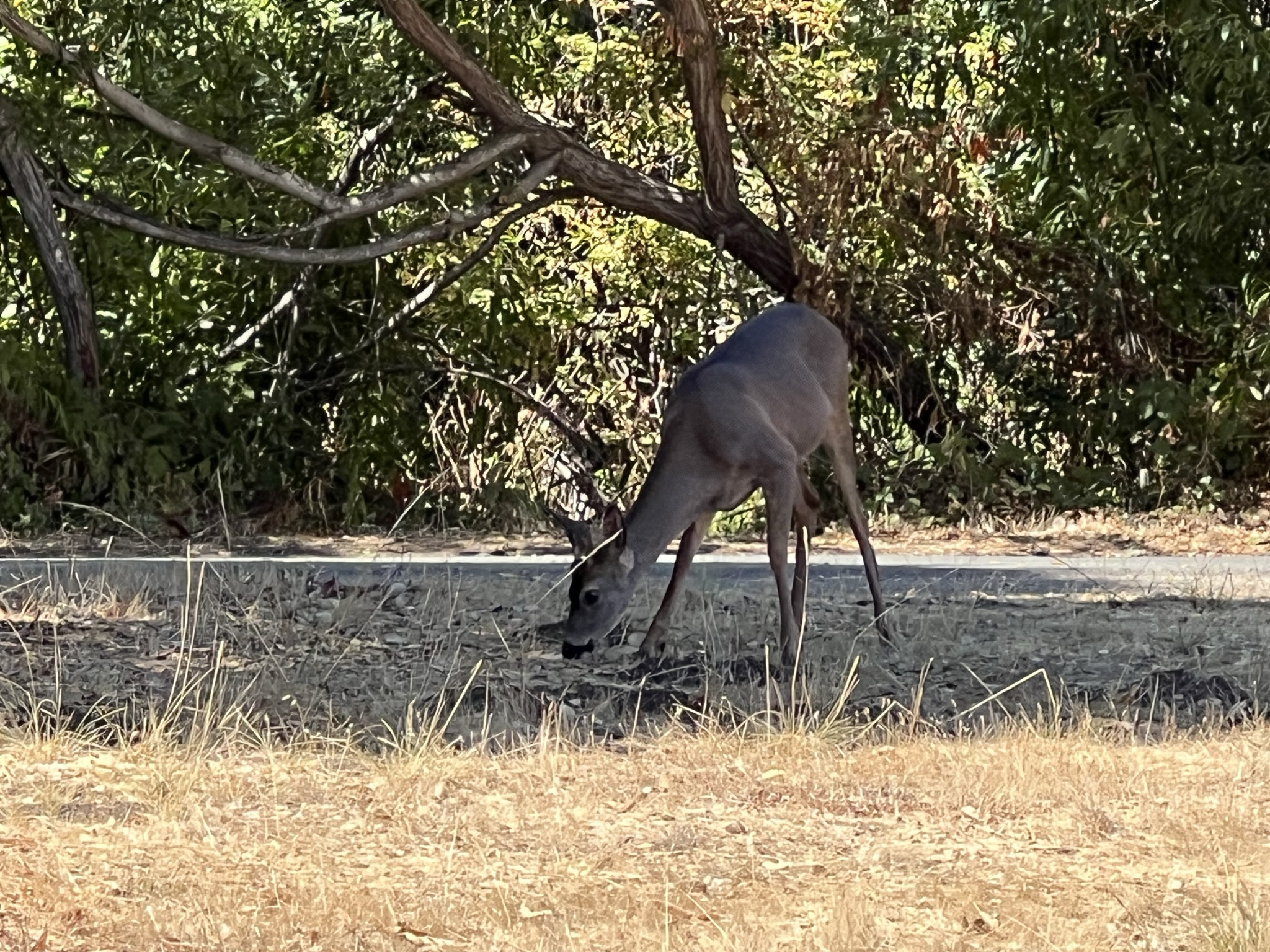 碰到一个小公鹿