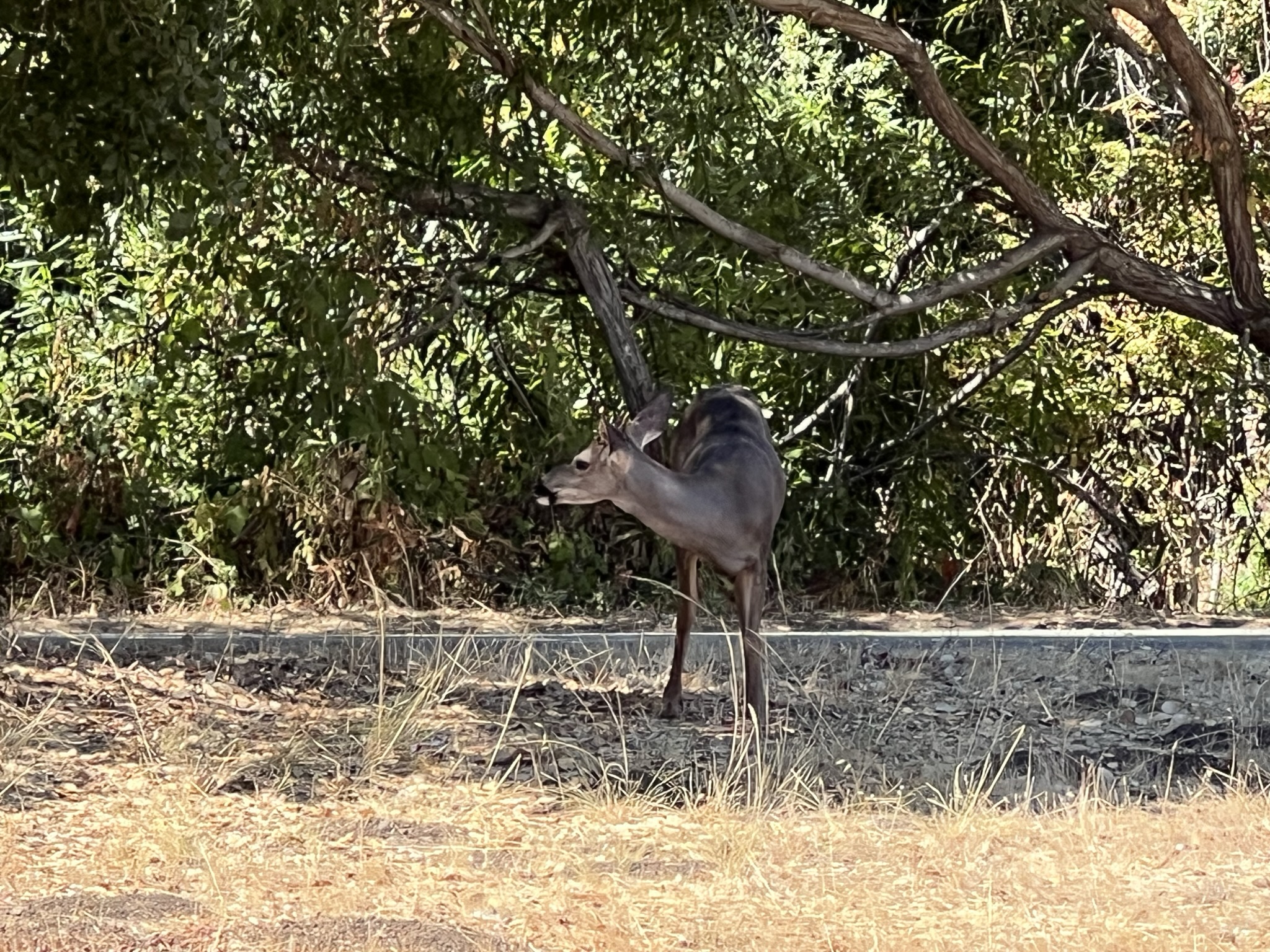 碰到一个小公鹿