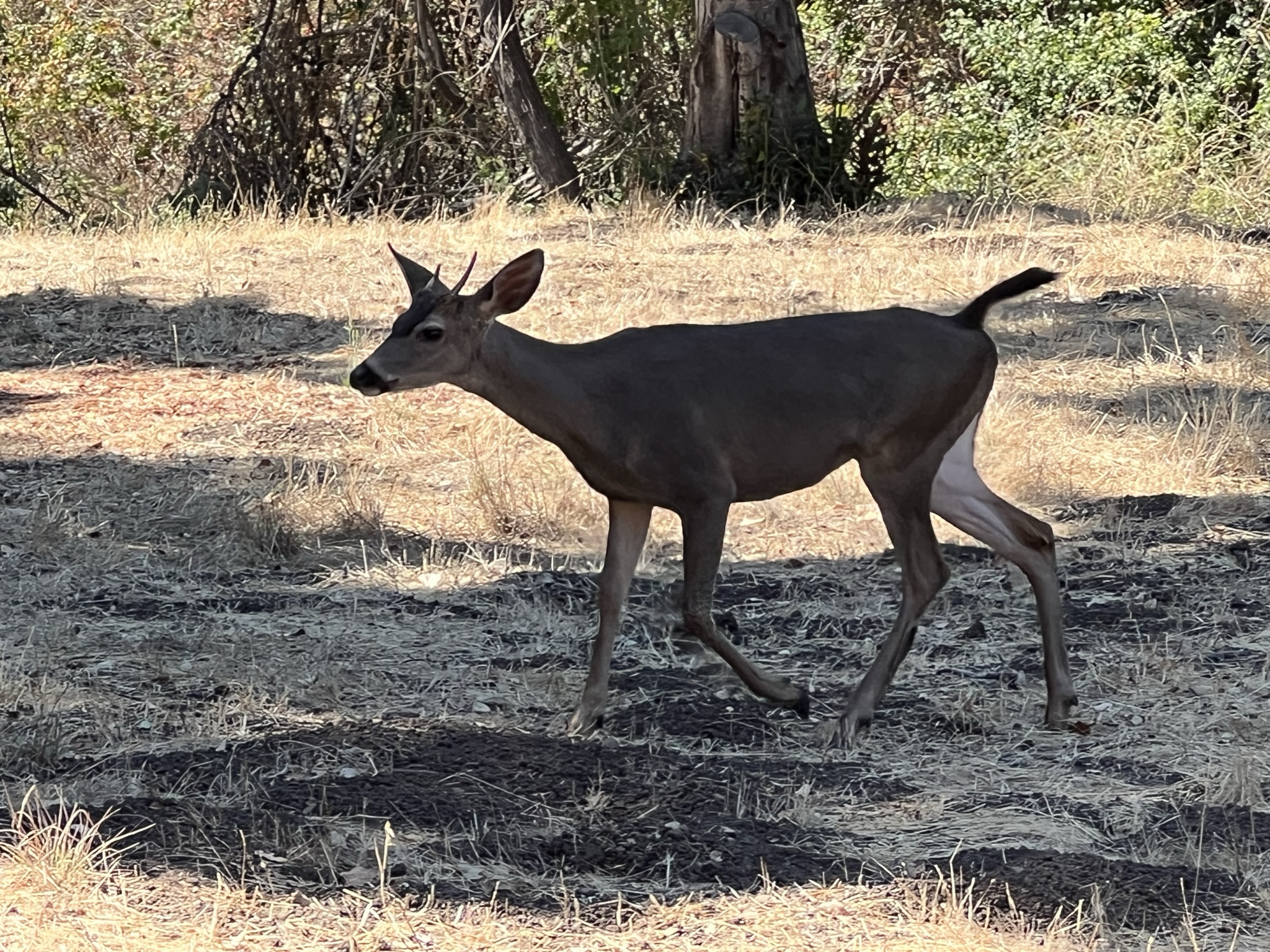 碰到一个小公鹿