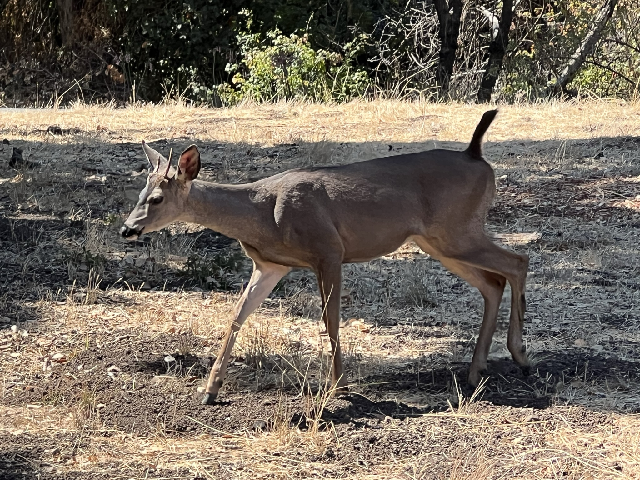 碰到一个小公鹿