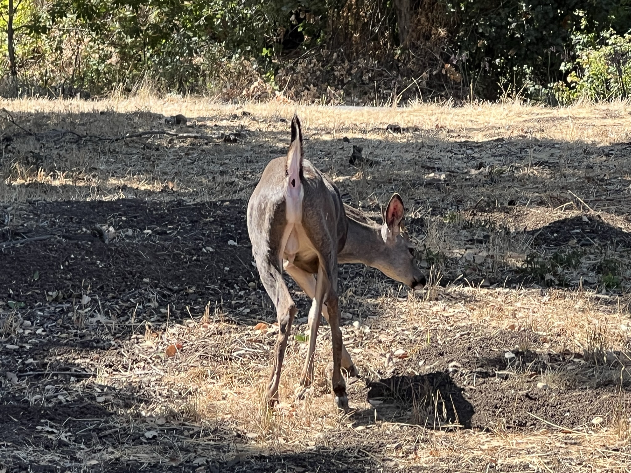 碰到一个小公鹿