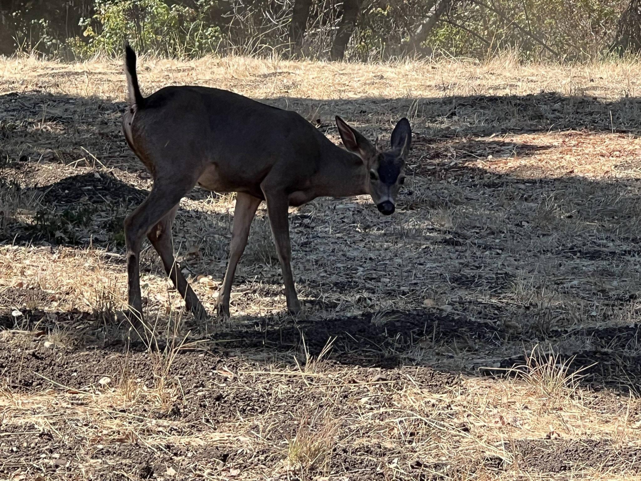 碰到一个小公鹿