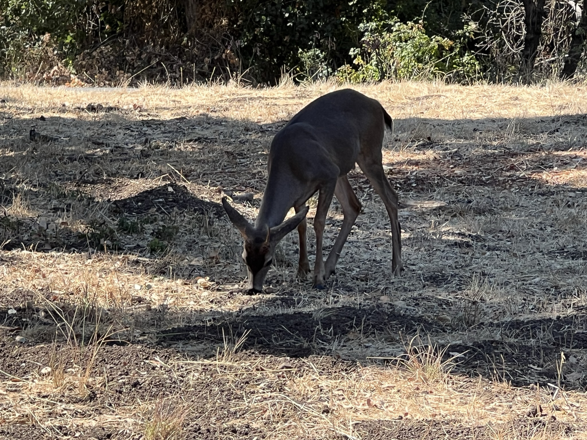 碰到一个小公鹿