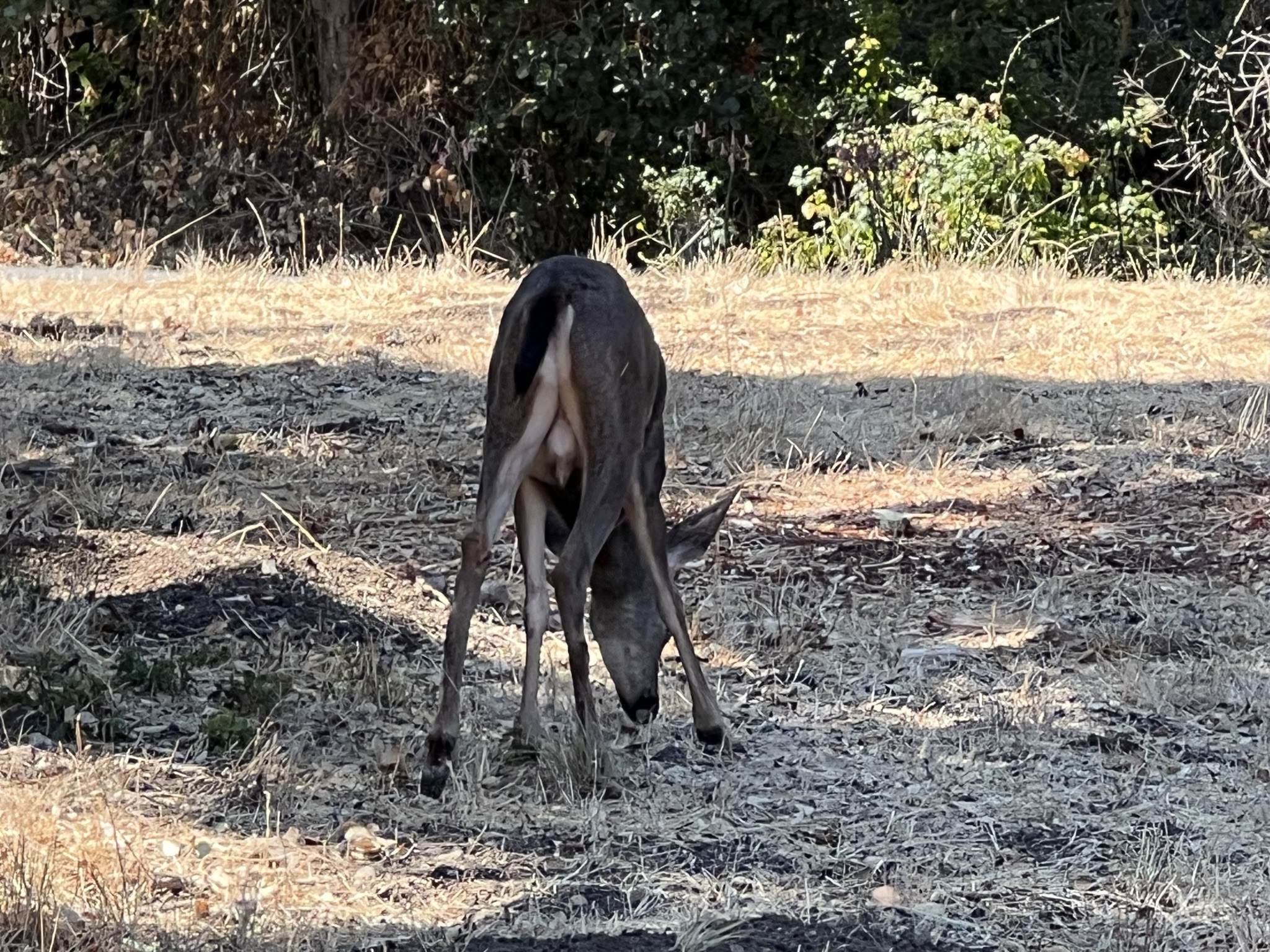 碰到一个小公鹿