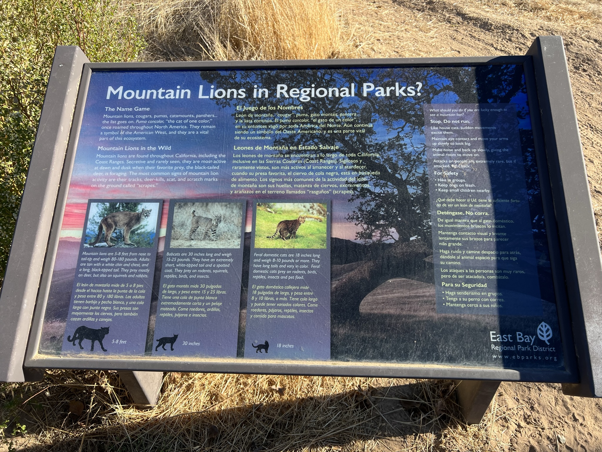 山里有山狮和山猫