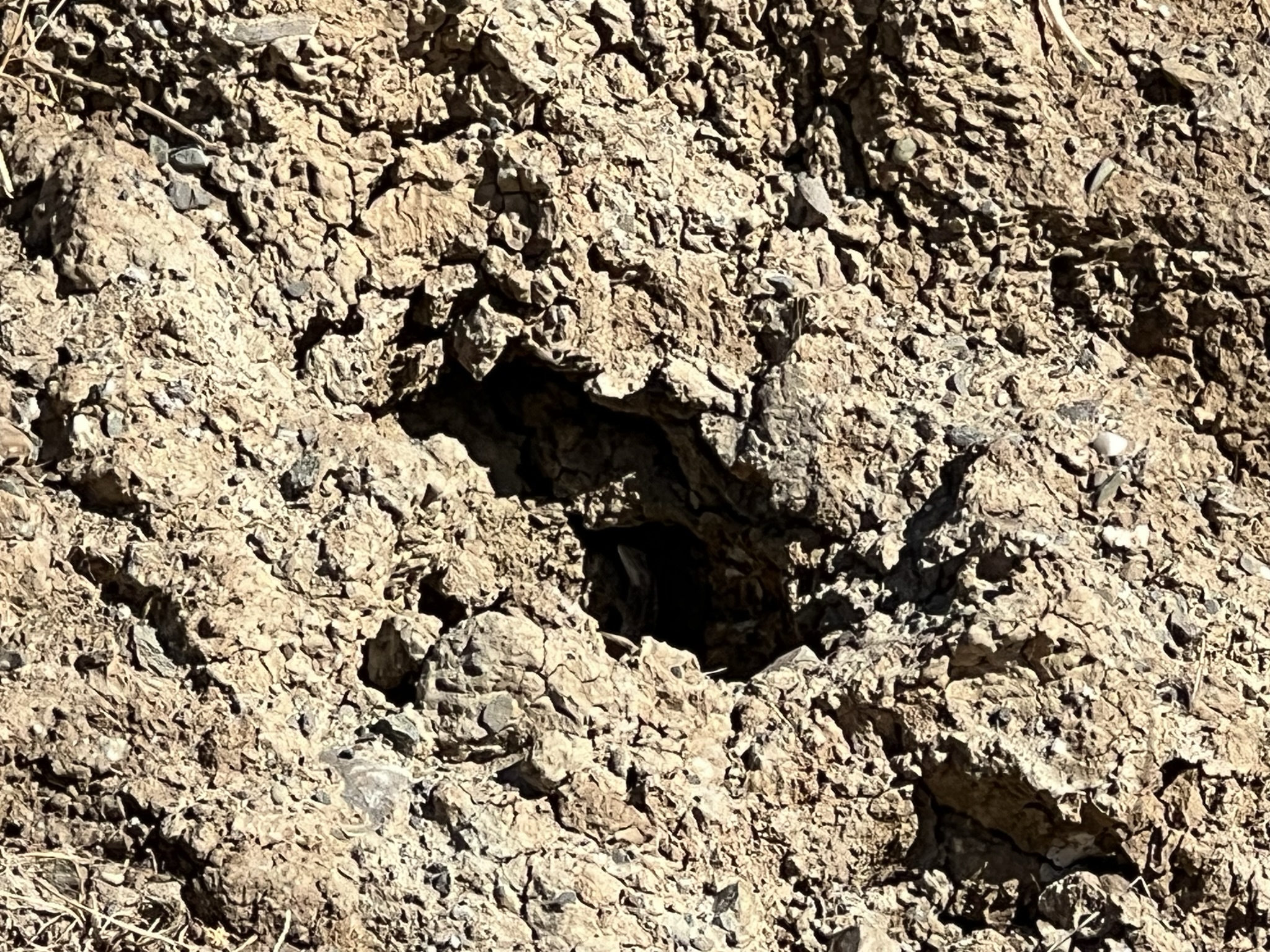 洞里有个四脚蛇