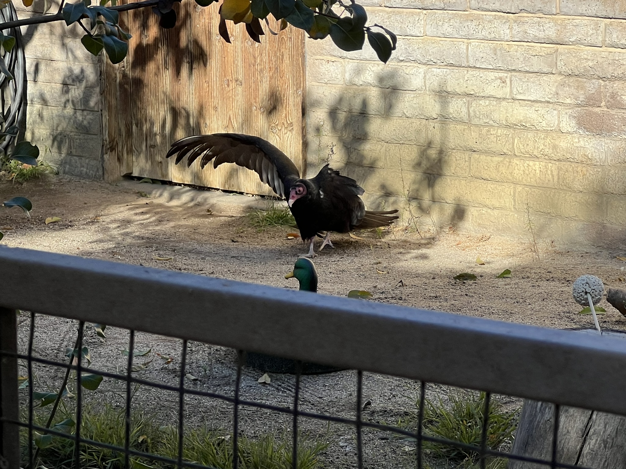 秃鹰的一个翅膀的羽毛被拔了，飞不走了