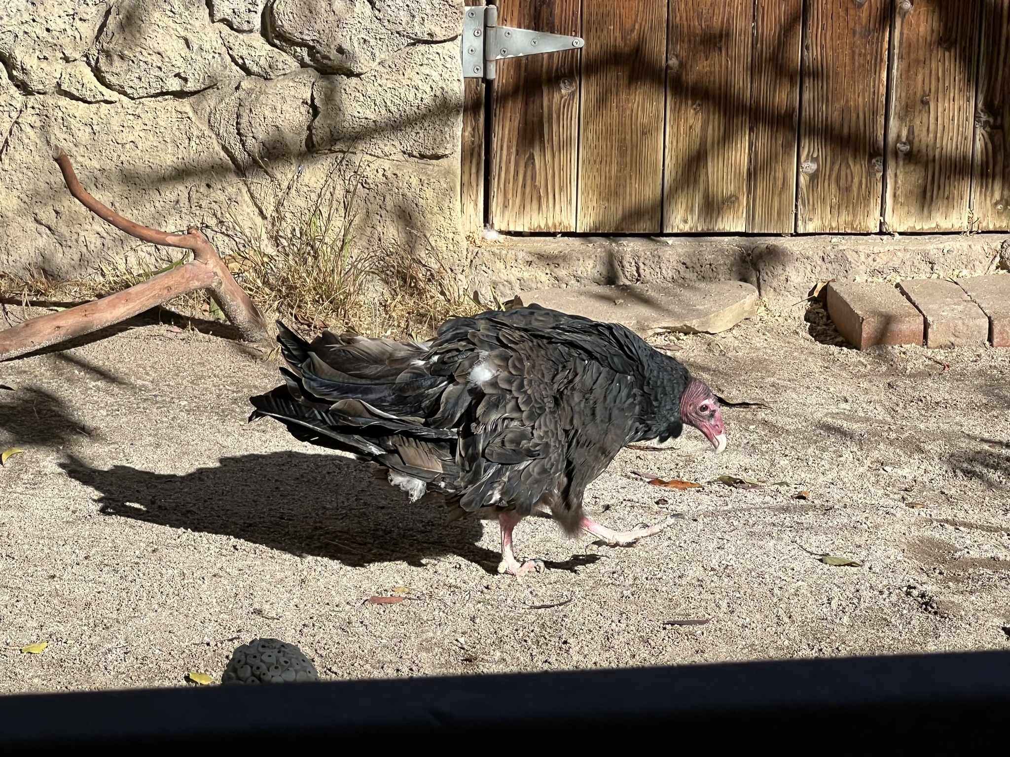 秃鹰变成了走地鸡
