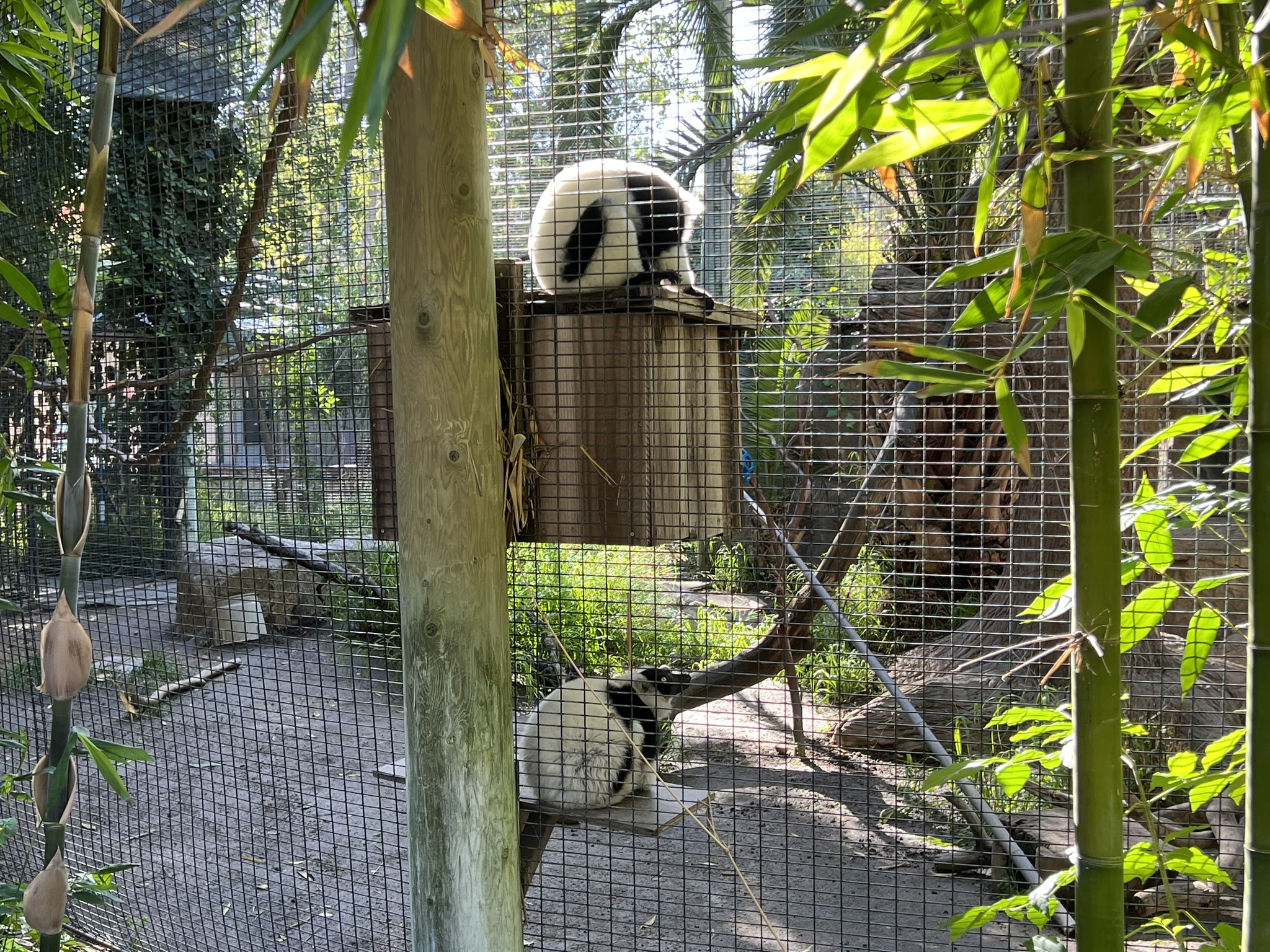 黑白領狐猴 Lemur