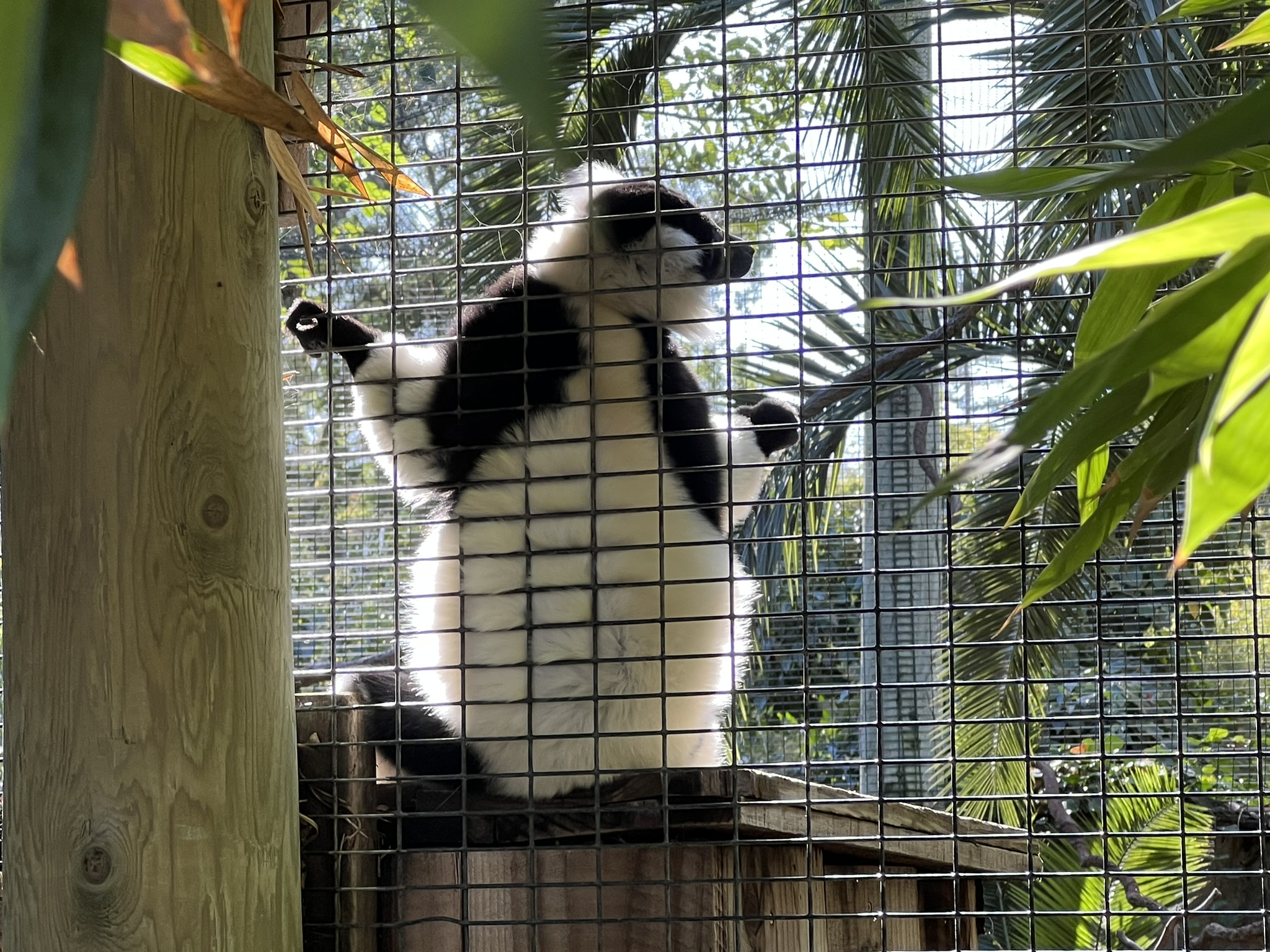 黑白領狐猴 Lemur