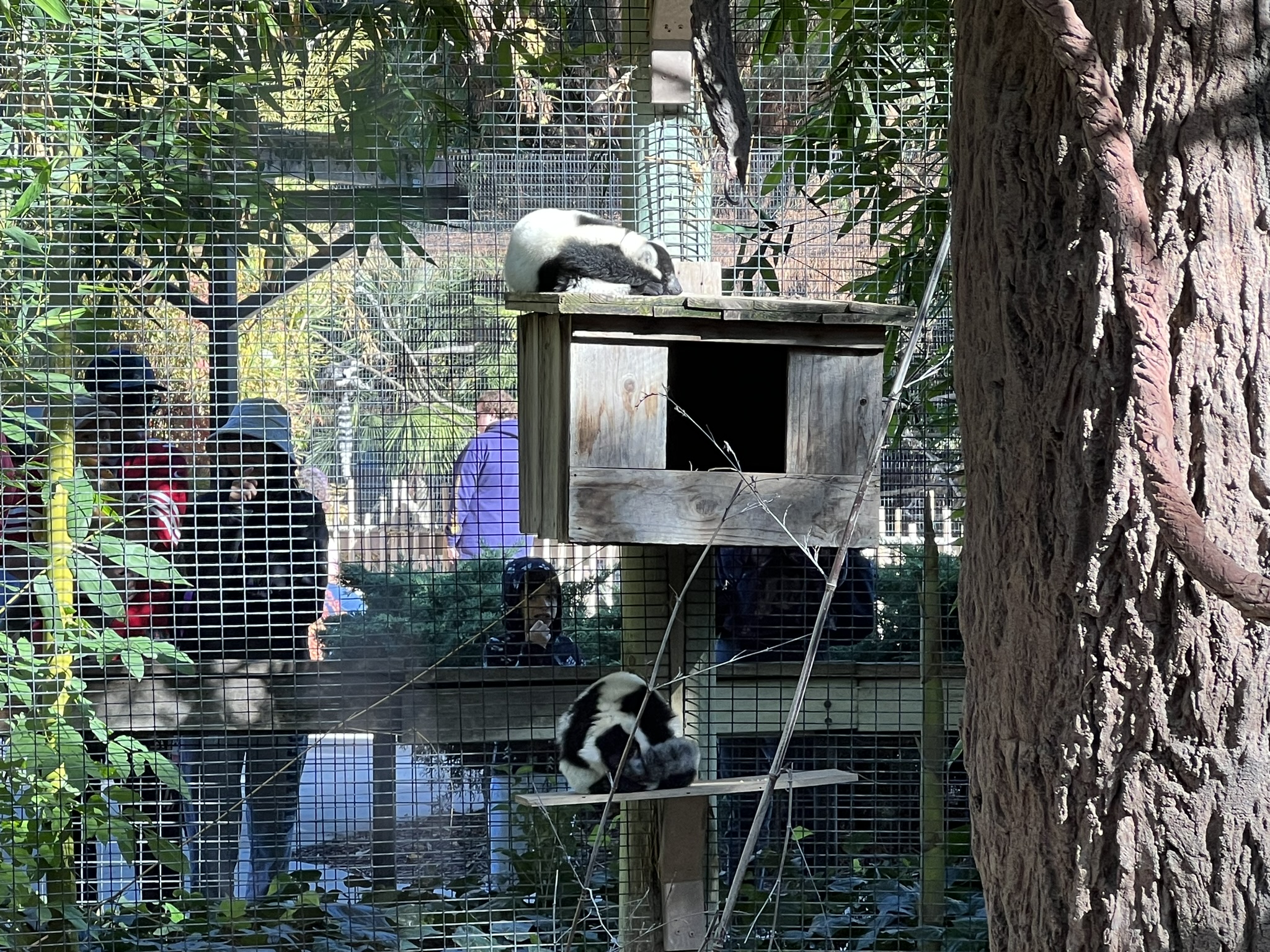 黑白領狐猴 Lemur