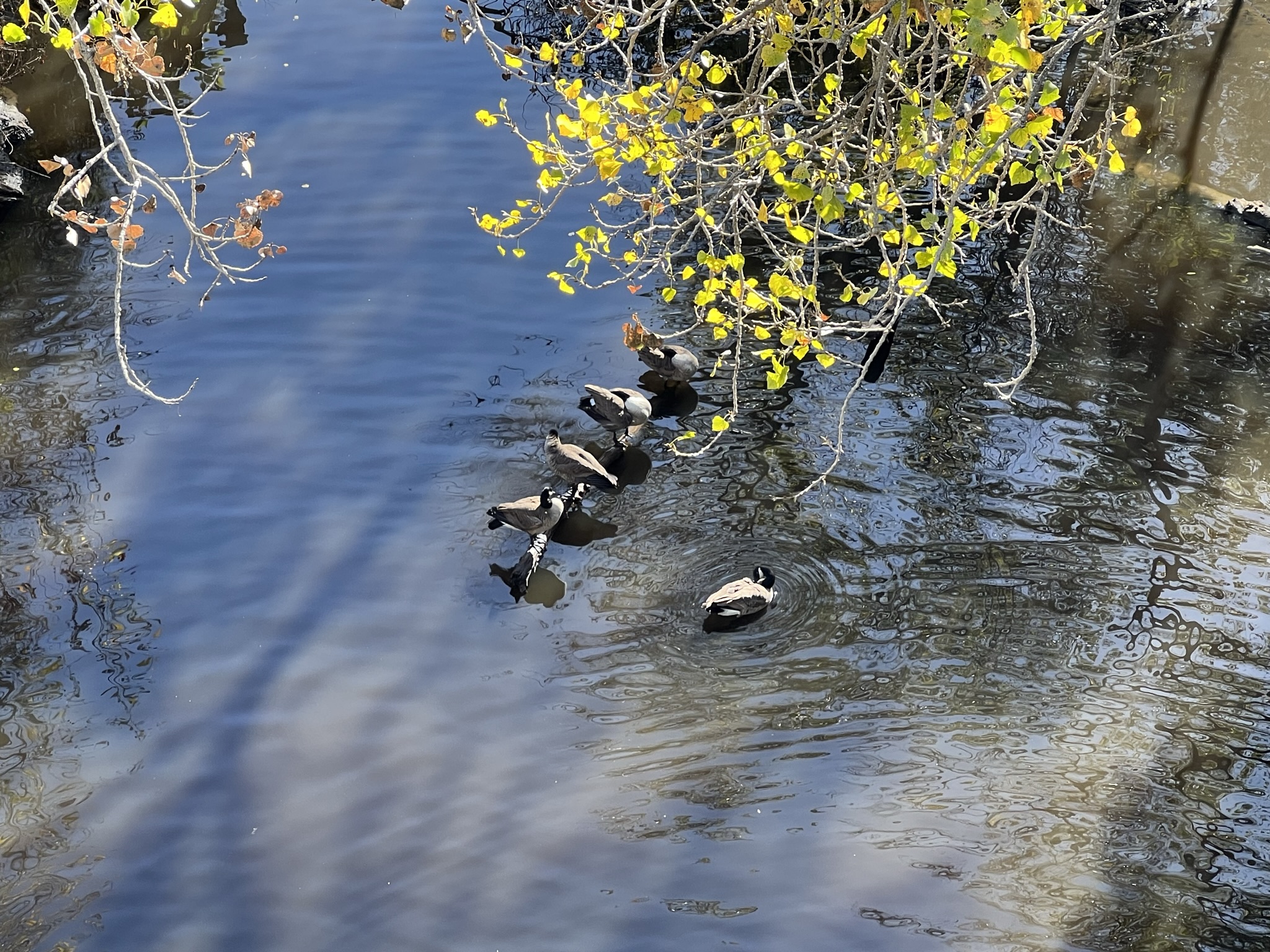 桥下有加拿大鹅在洗澡
