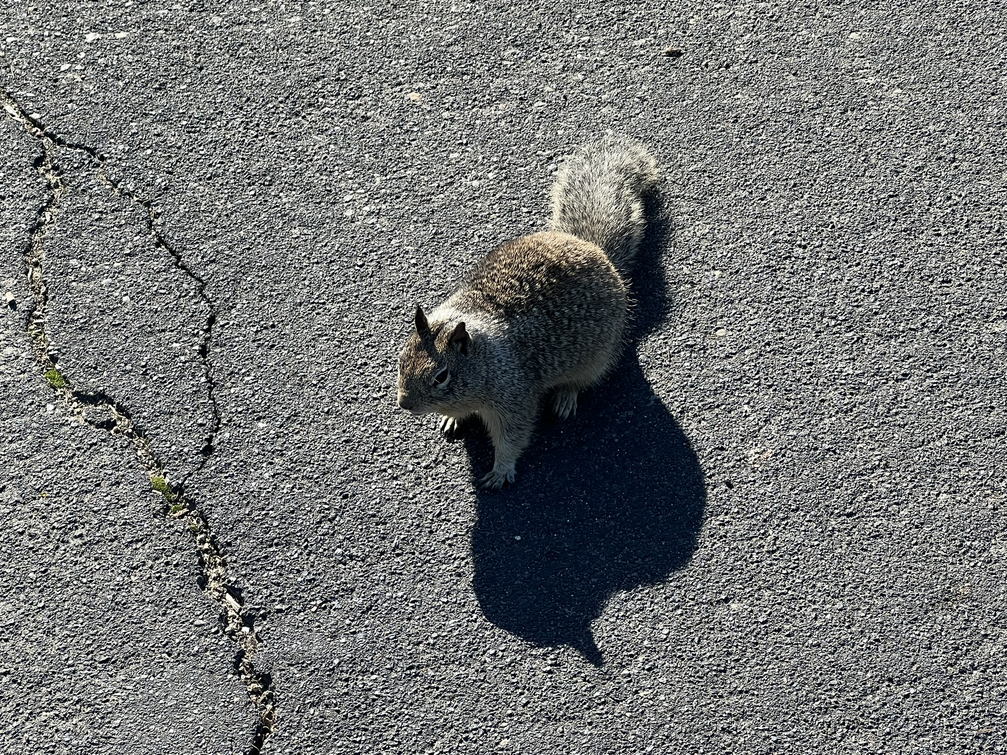 一转身发现一个松鼠