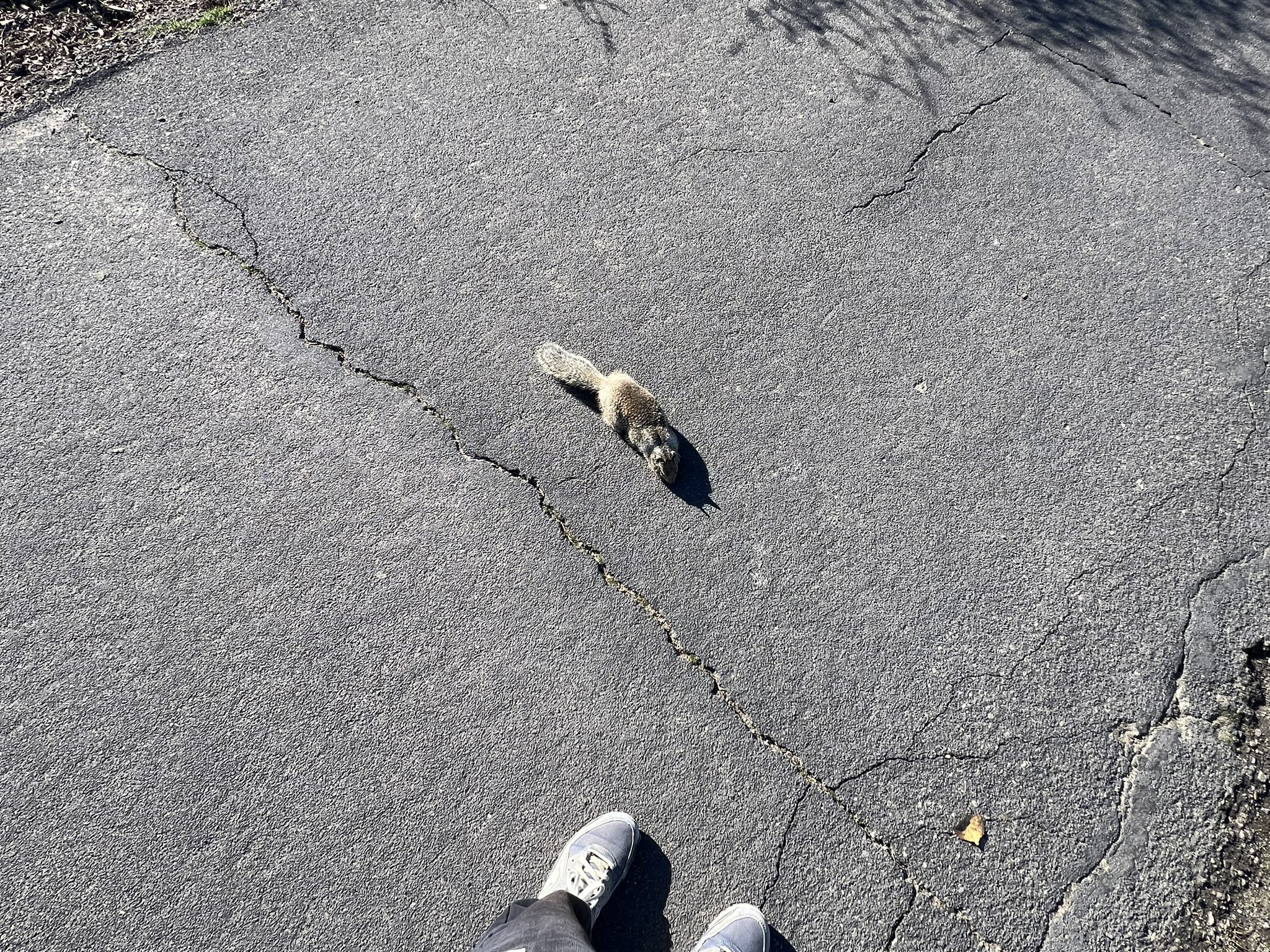 这个松鼠估计以为我有吃的，居然靠近我