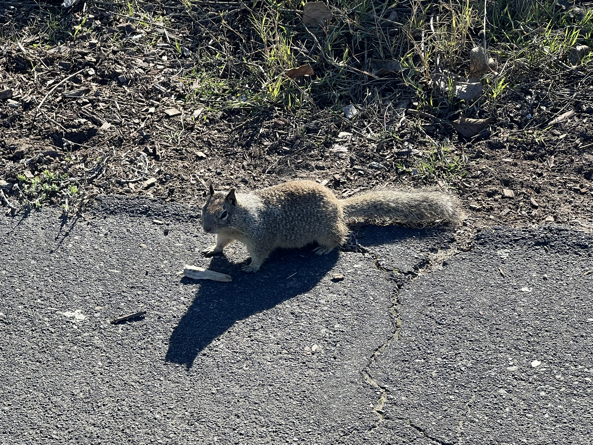 看我没吃的，就走了