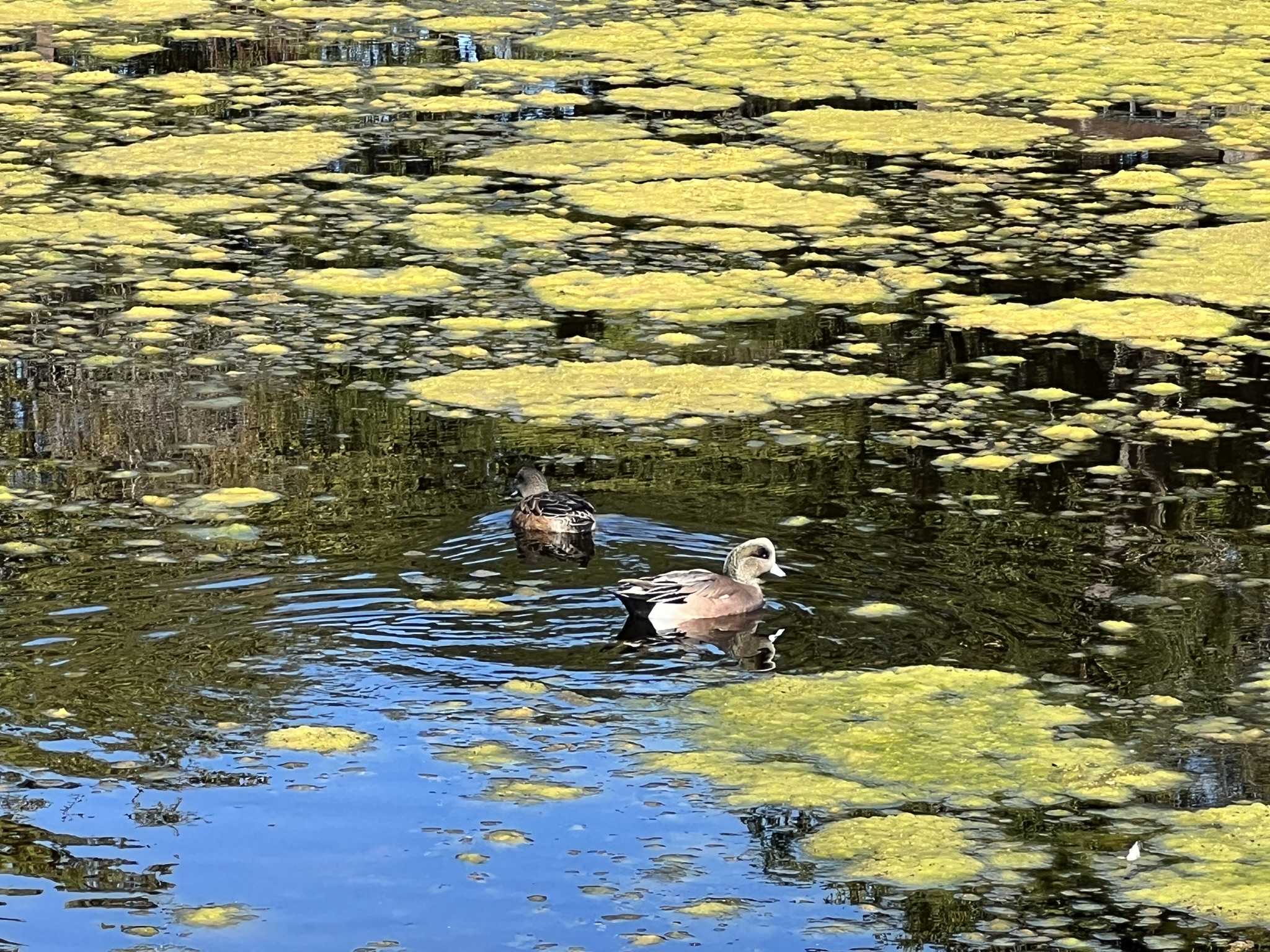 以前没怎么见过这种鸭子