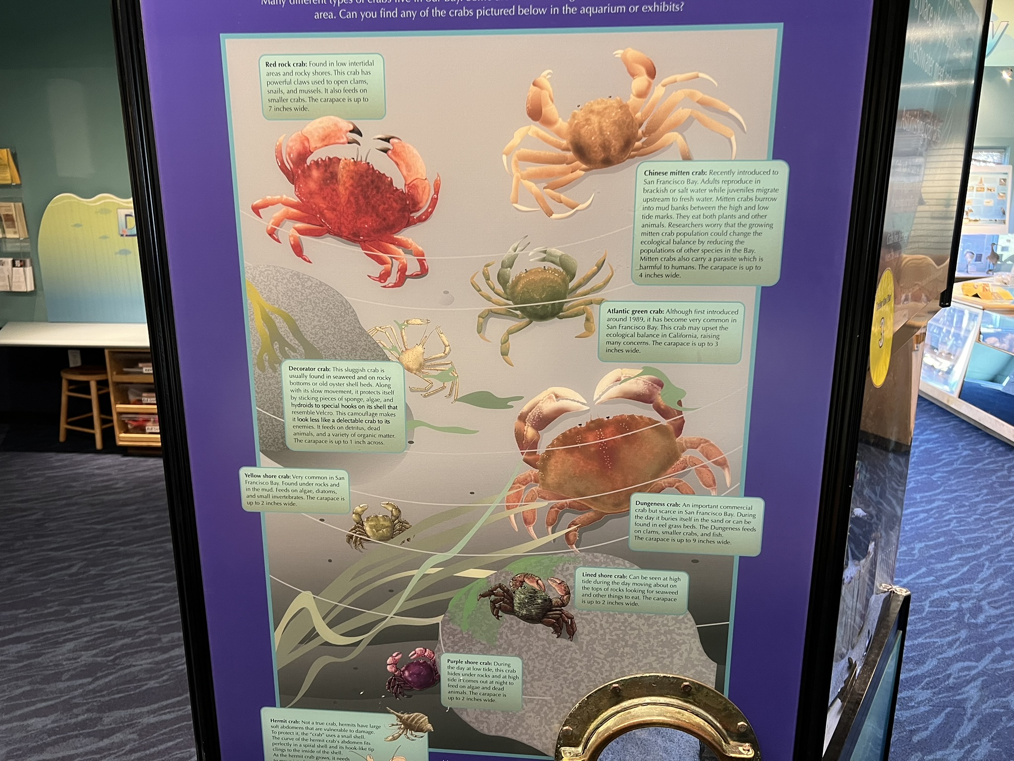 入侵美国的大闸蟹，这可是中国人的佳肴啊