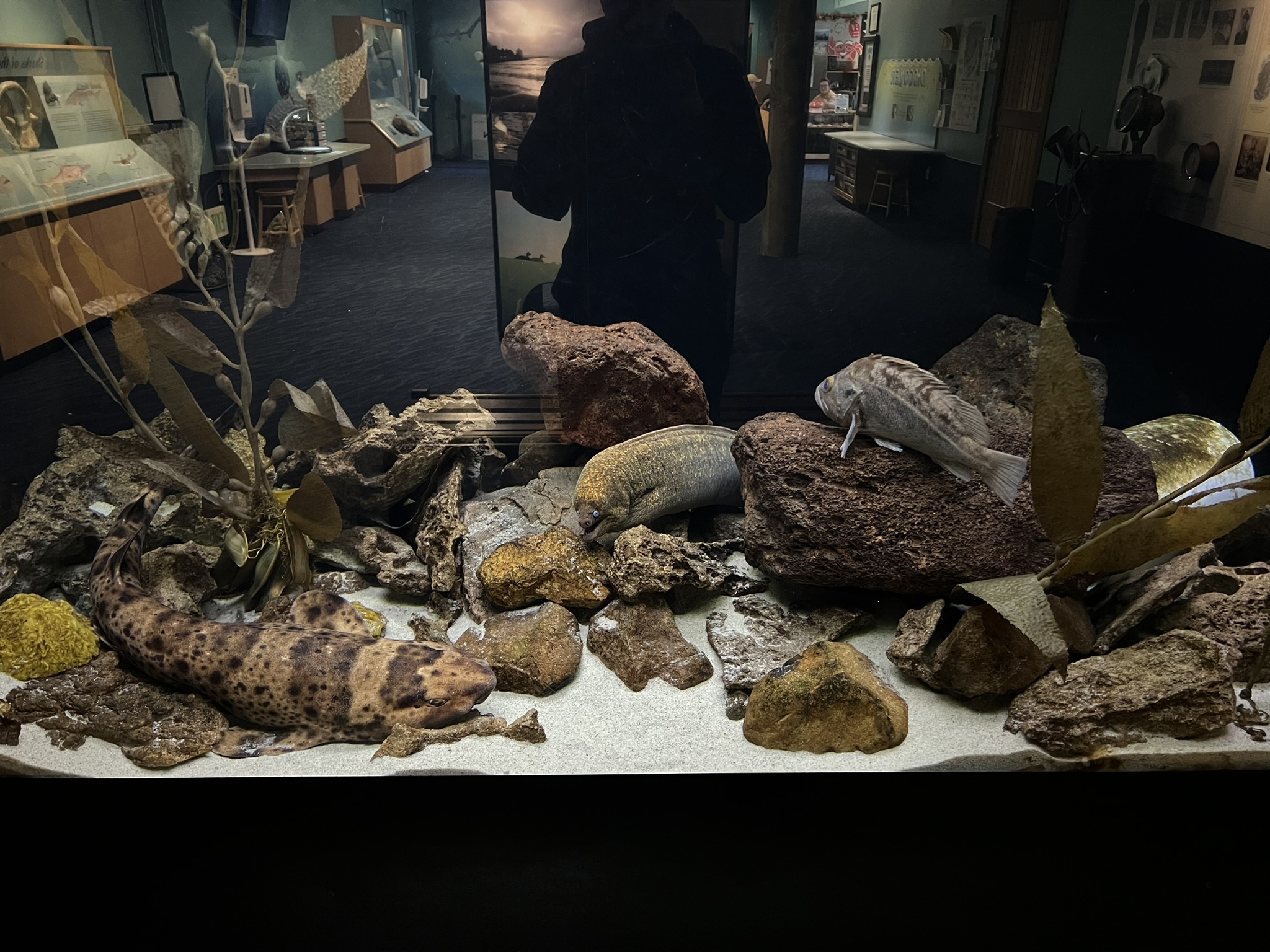 三条鱼一动不动