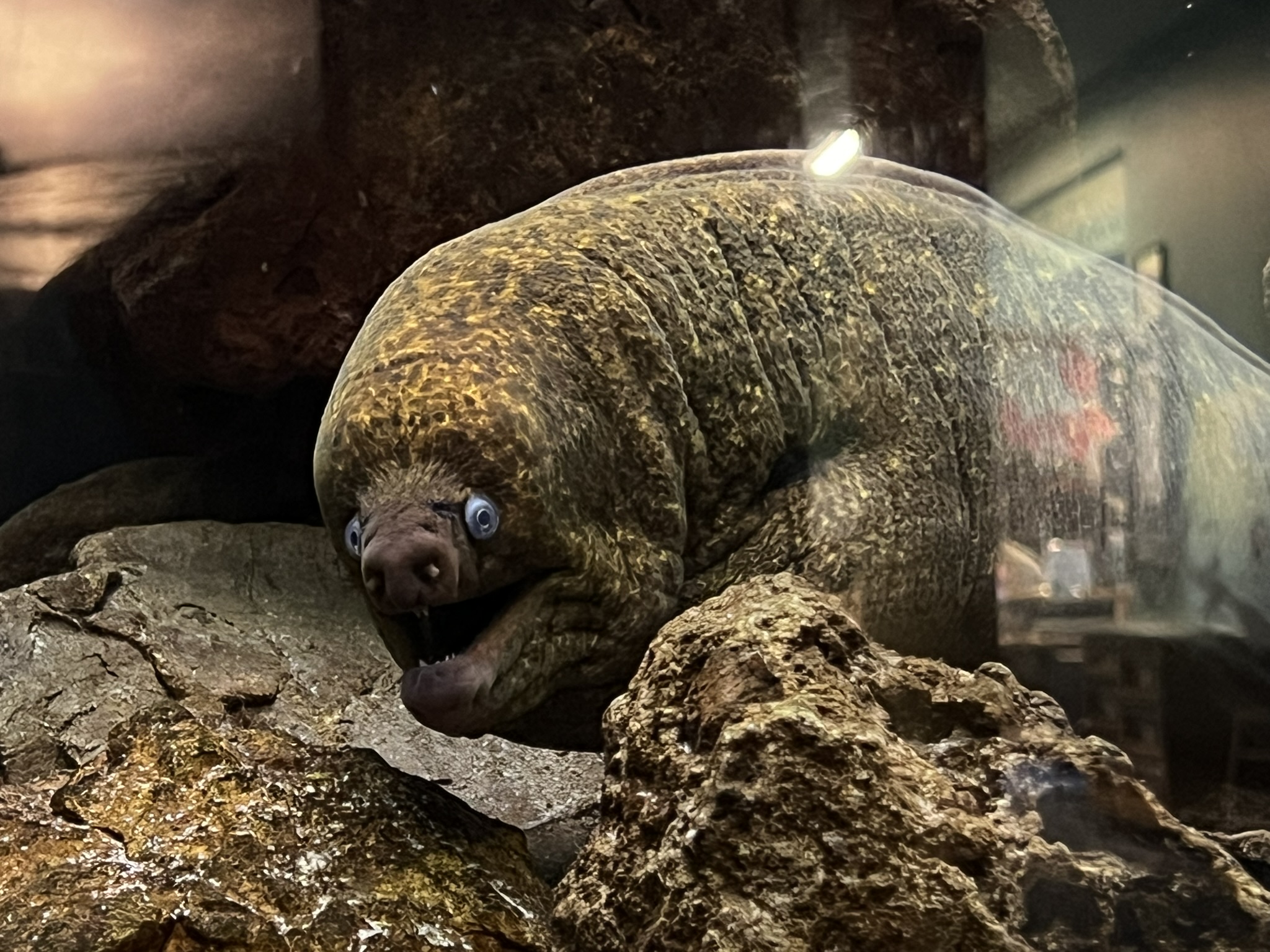 长的可怕的鳗鱼