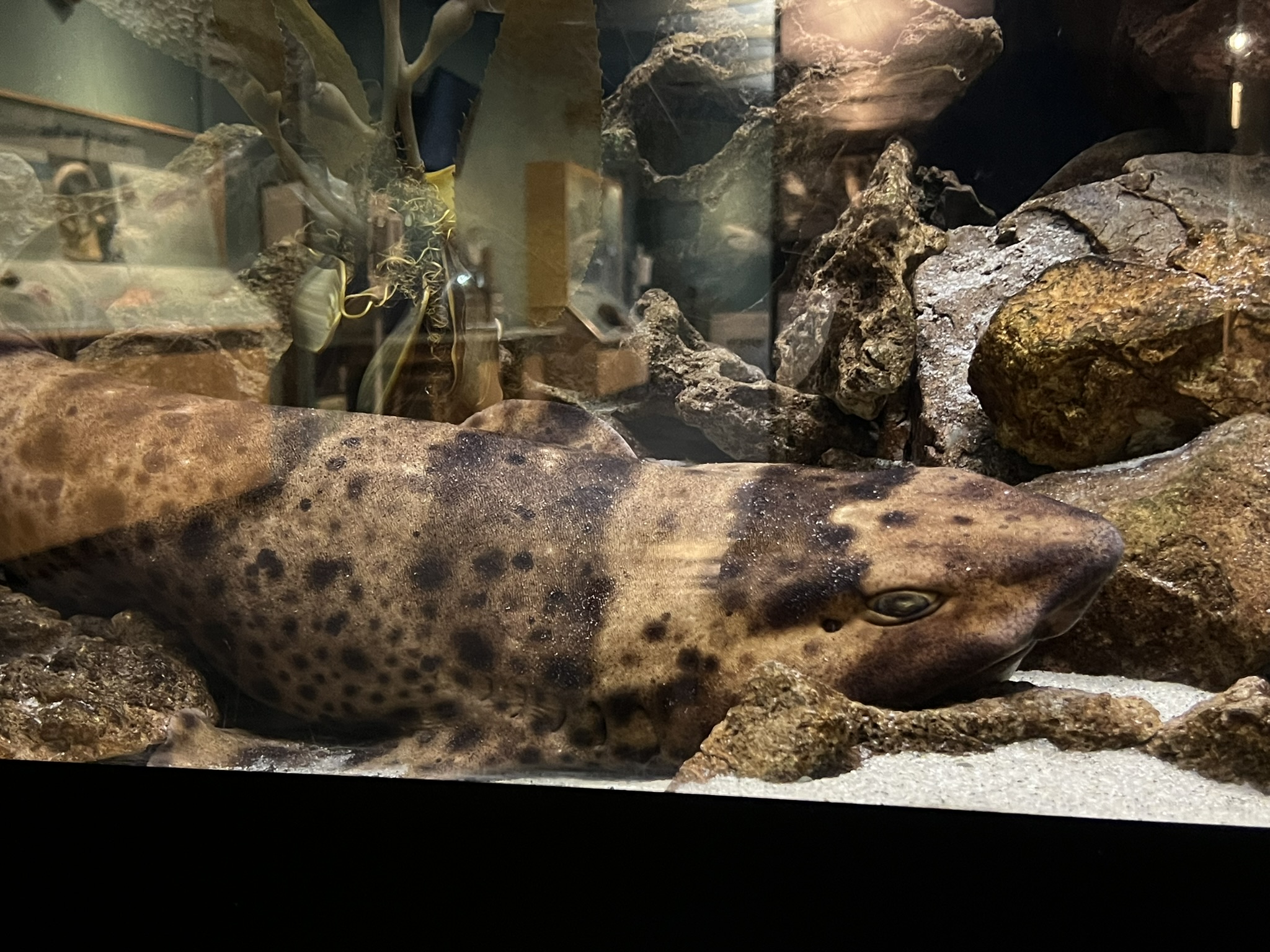 不仔细看以为是个木头