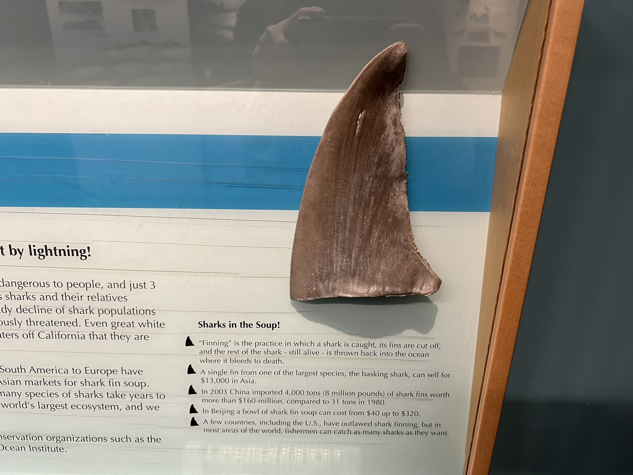 鱼翅是中国人的佳肴