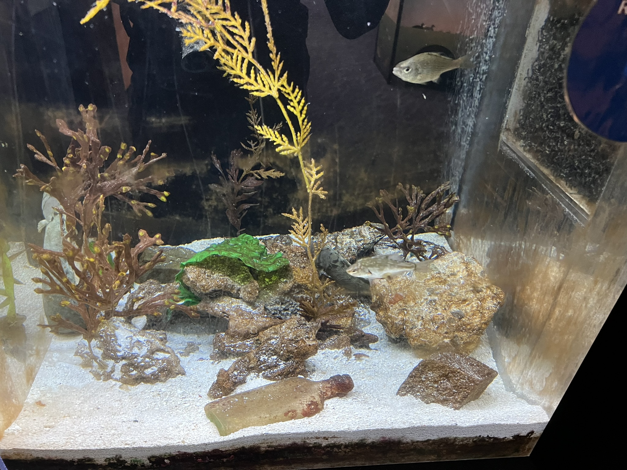 这些鱼都不动的