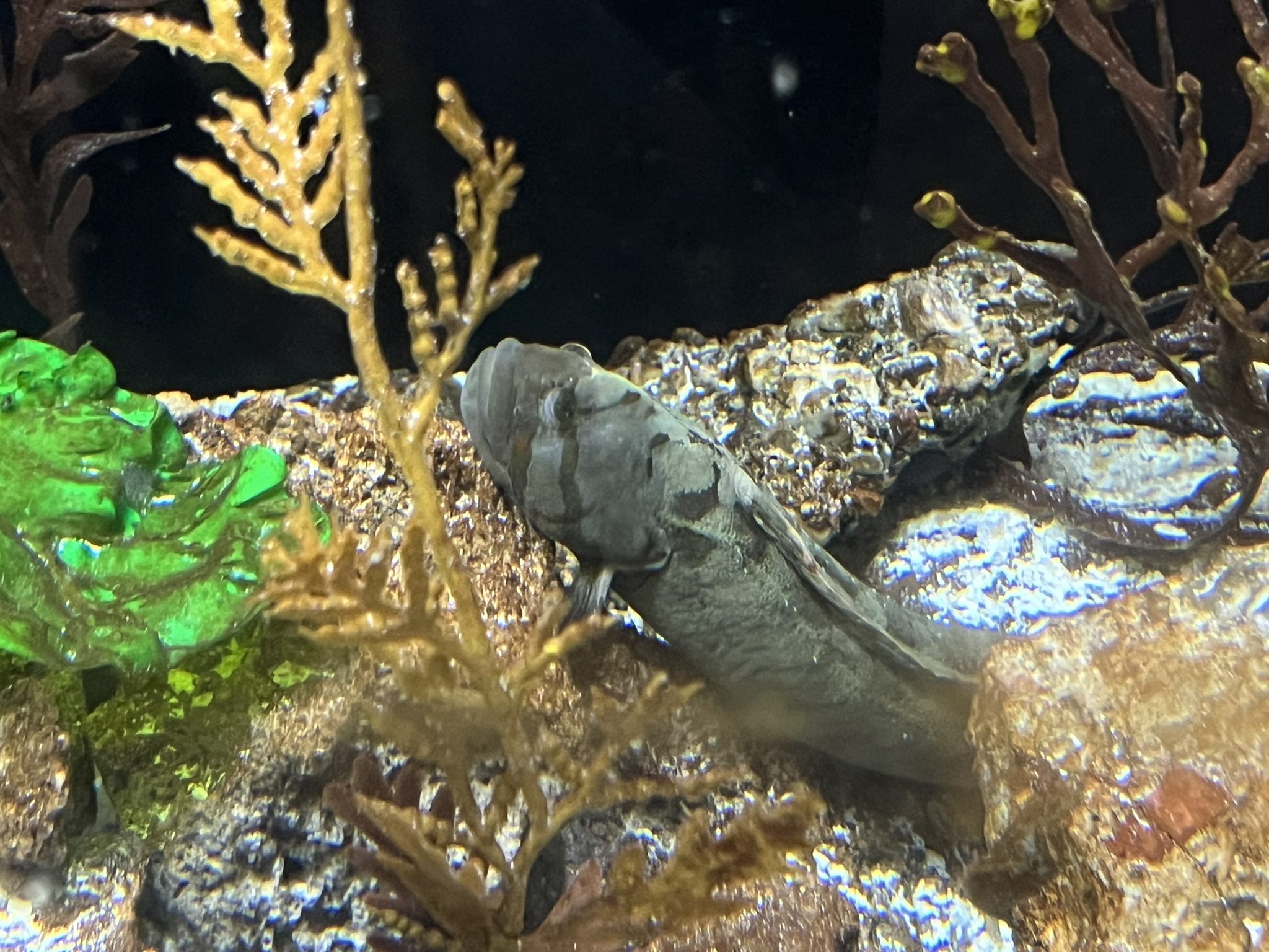 这些鱼都不动的