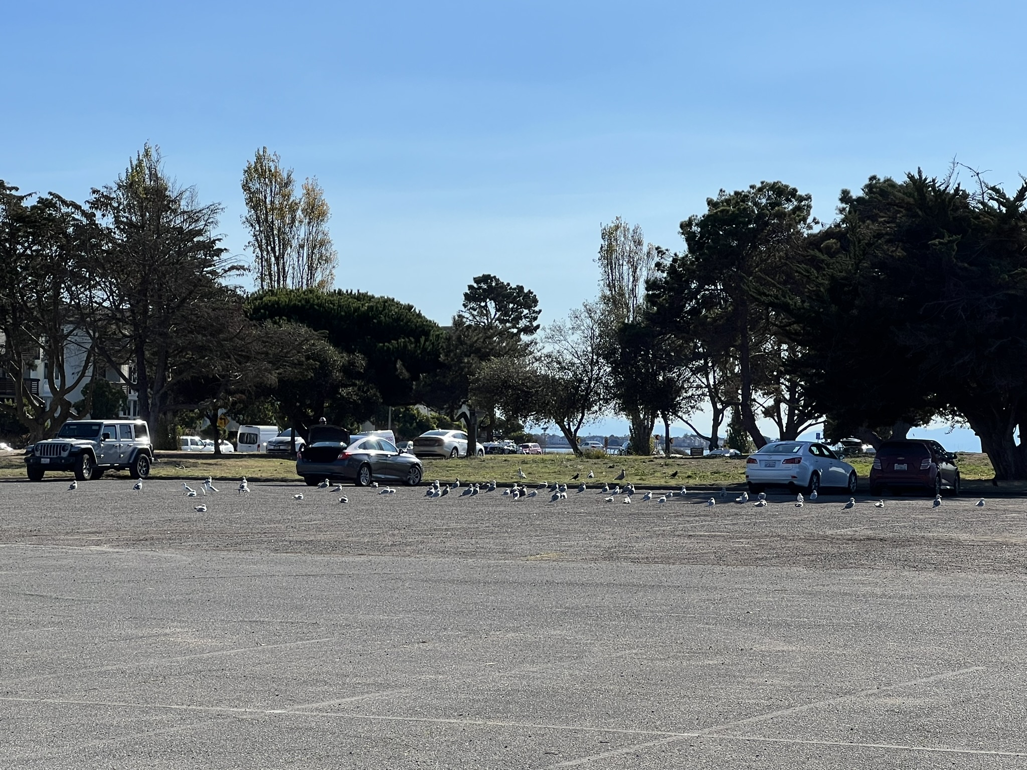 又有人在喂鸟，这个很不好