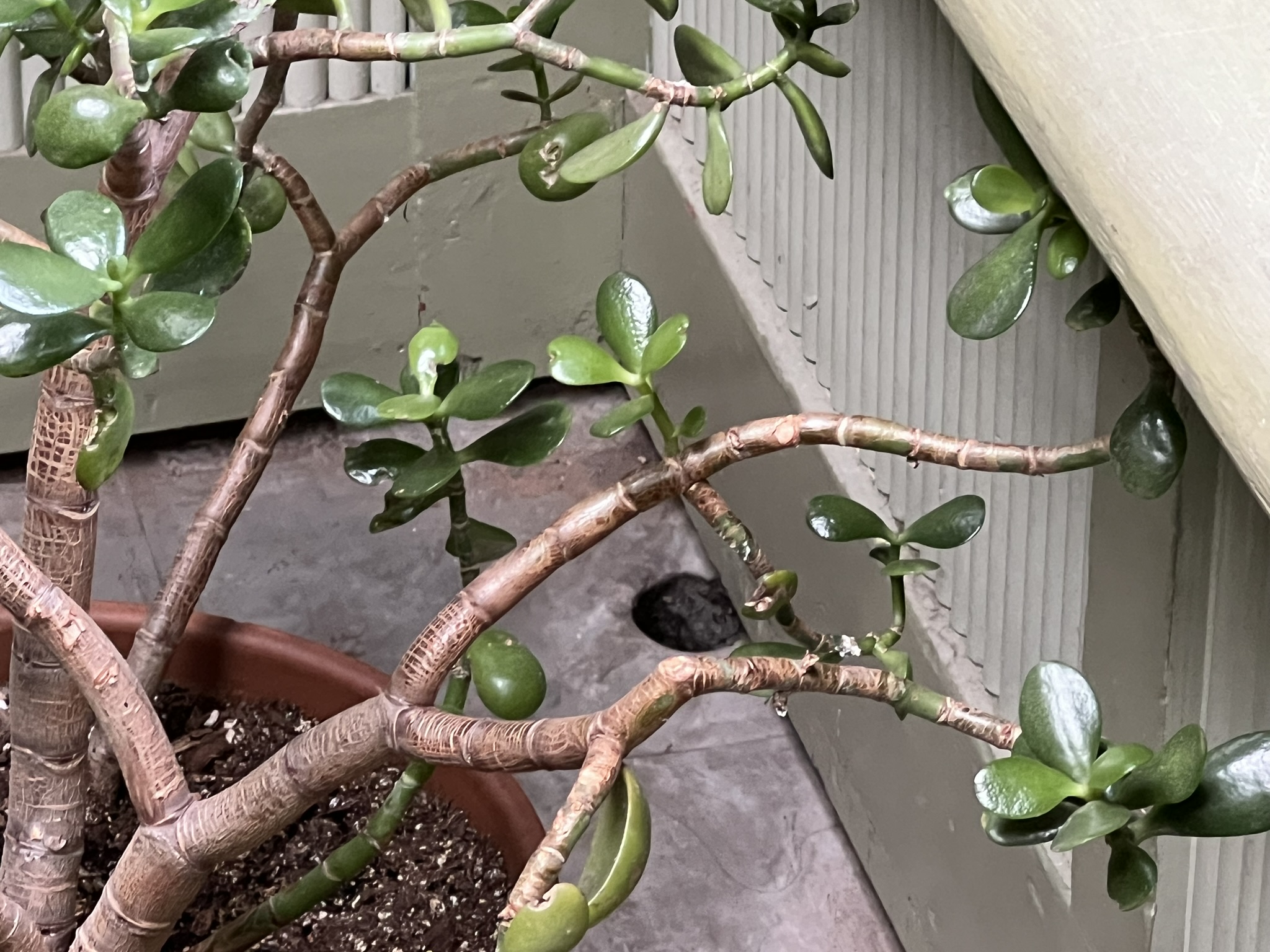 园艺房是倾斜的，水会从角落里的这个洞排出