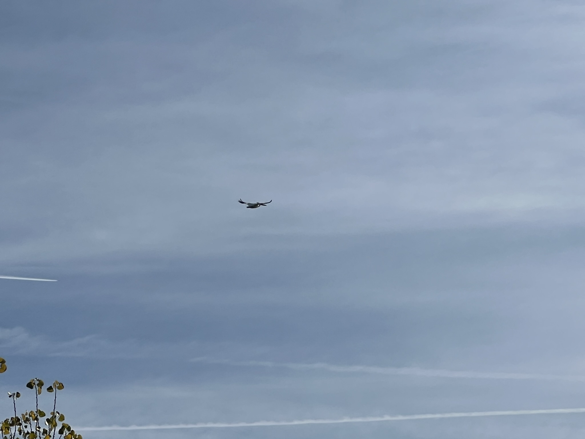 在天上飞的体型巨大的鹈鹕