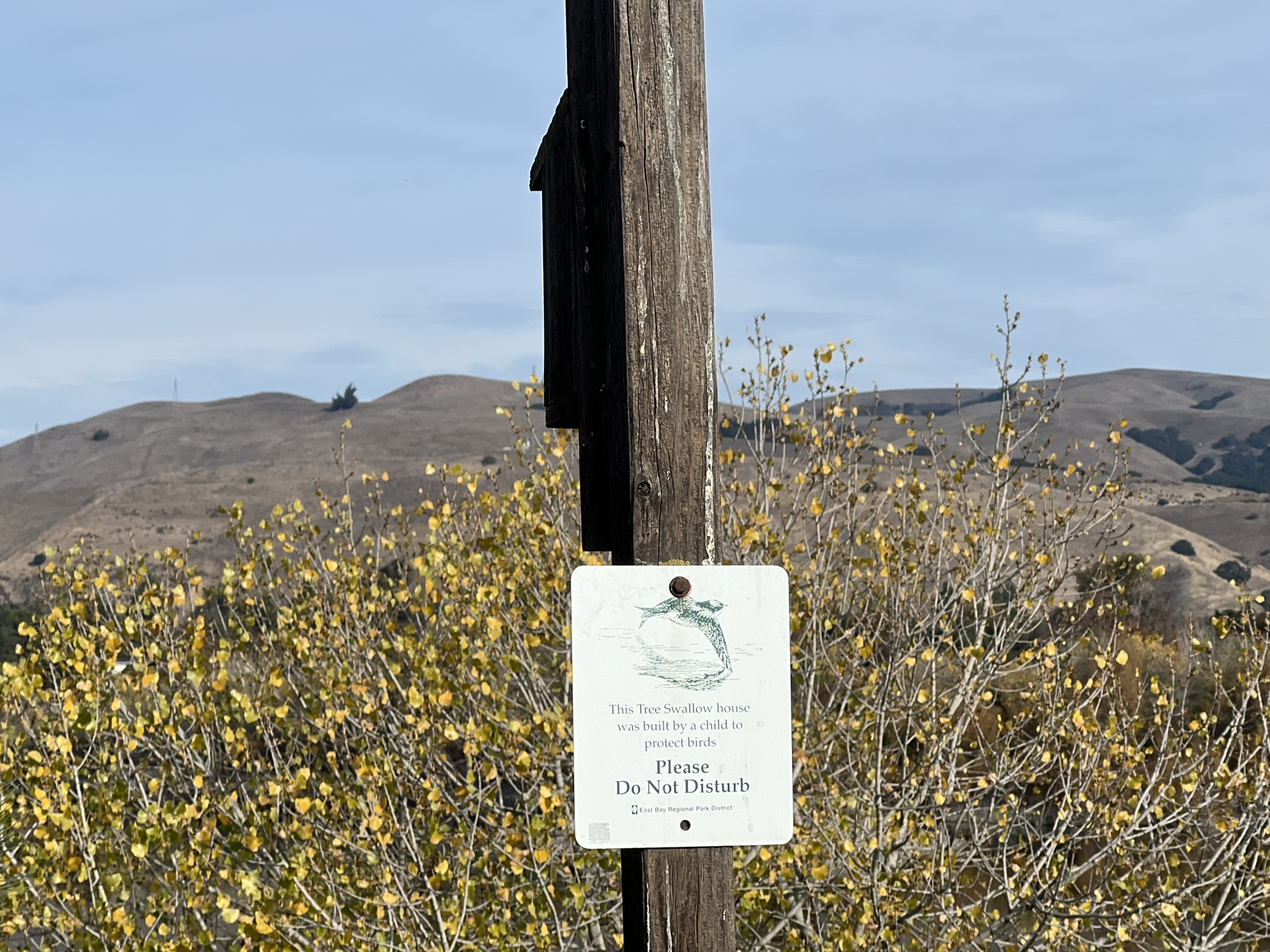 树燕的人工鸟巢，是小孩子做的