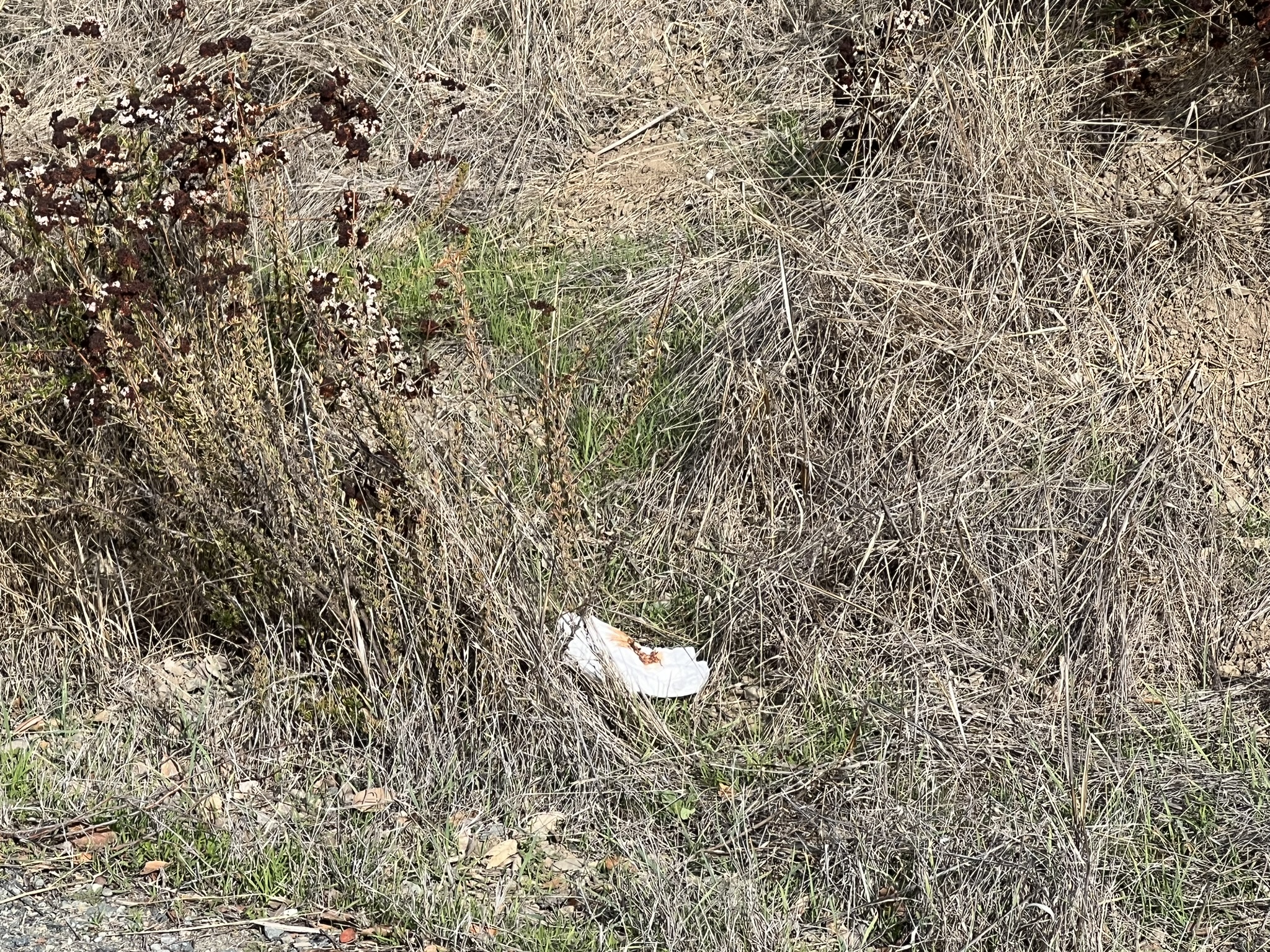 这个是擦完屁股后的纸吗？