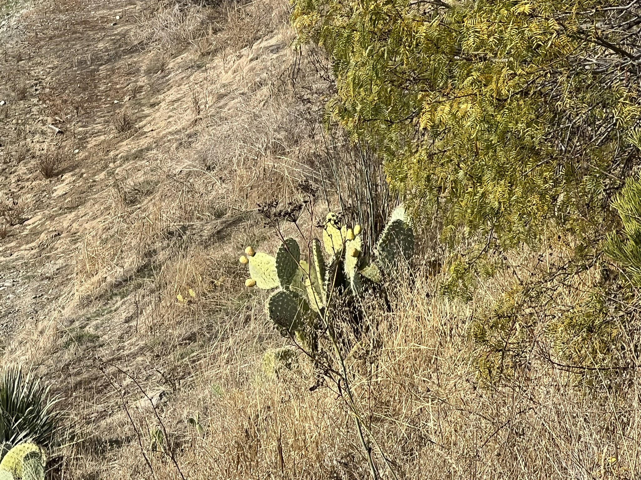 仙人掌长小仙人掌