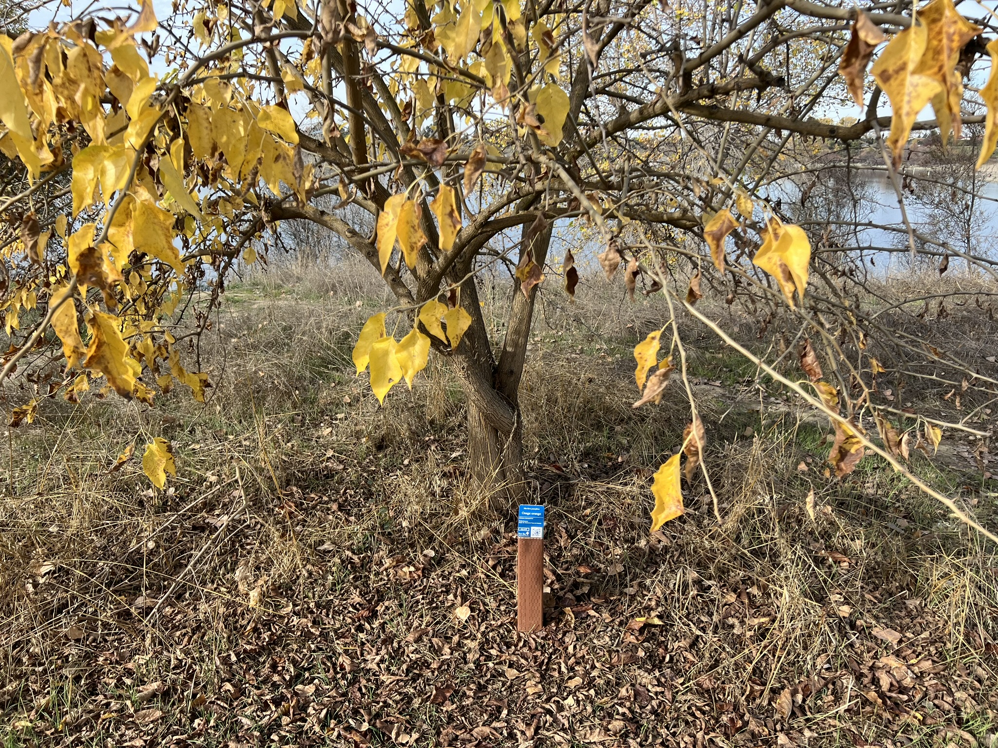 公园中间树林的各种树，都有名牌