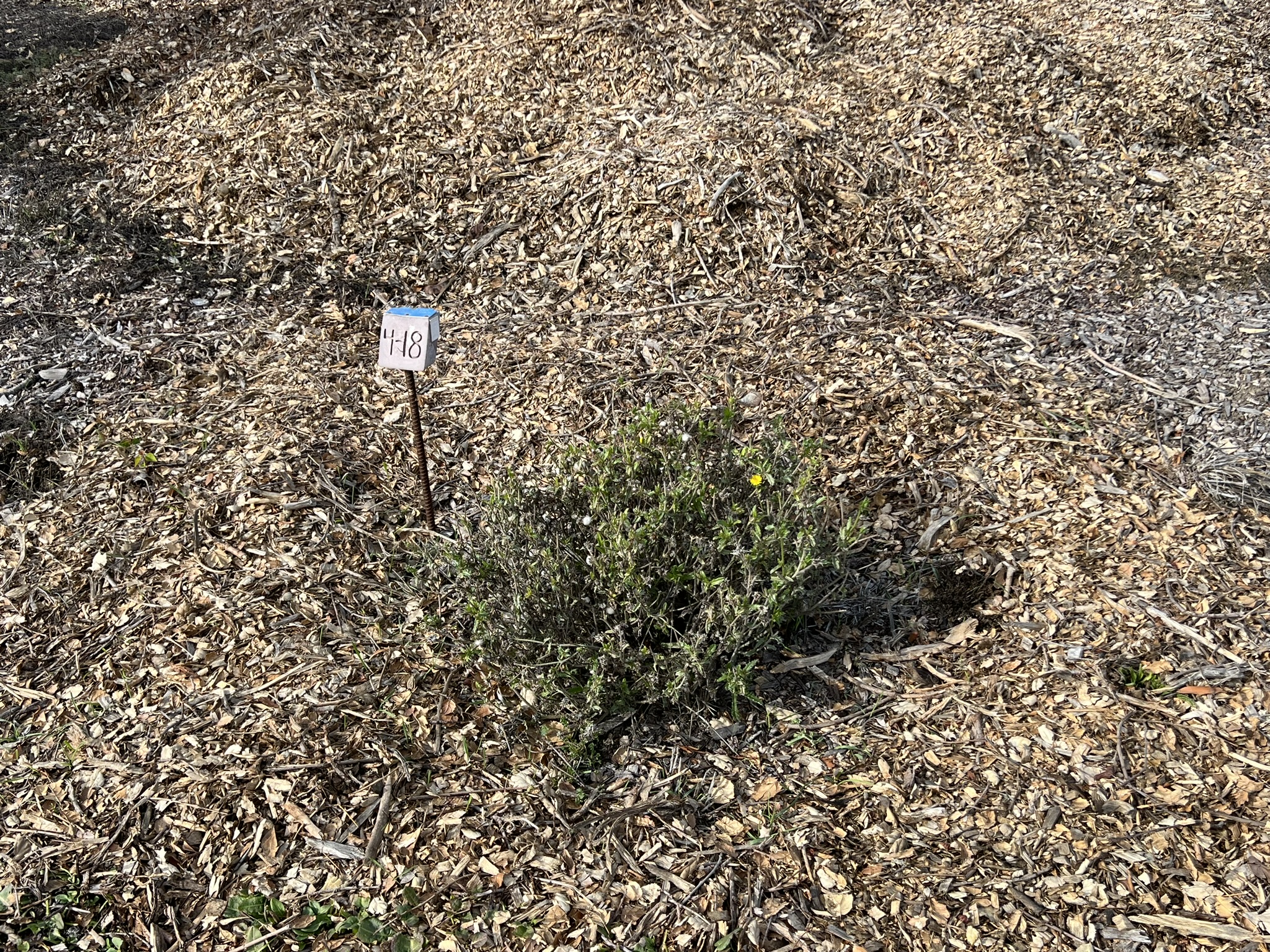 公园中间树林的各种树