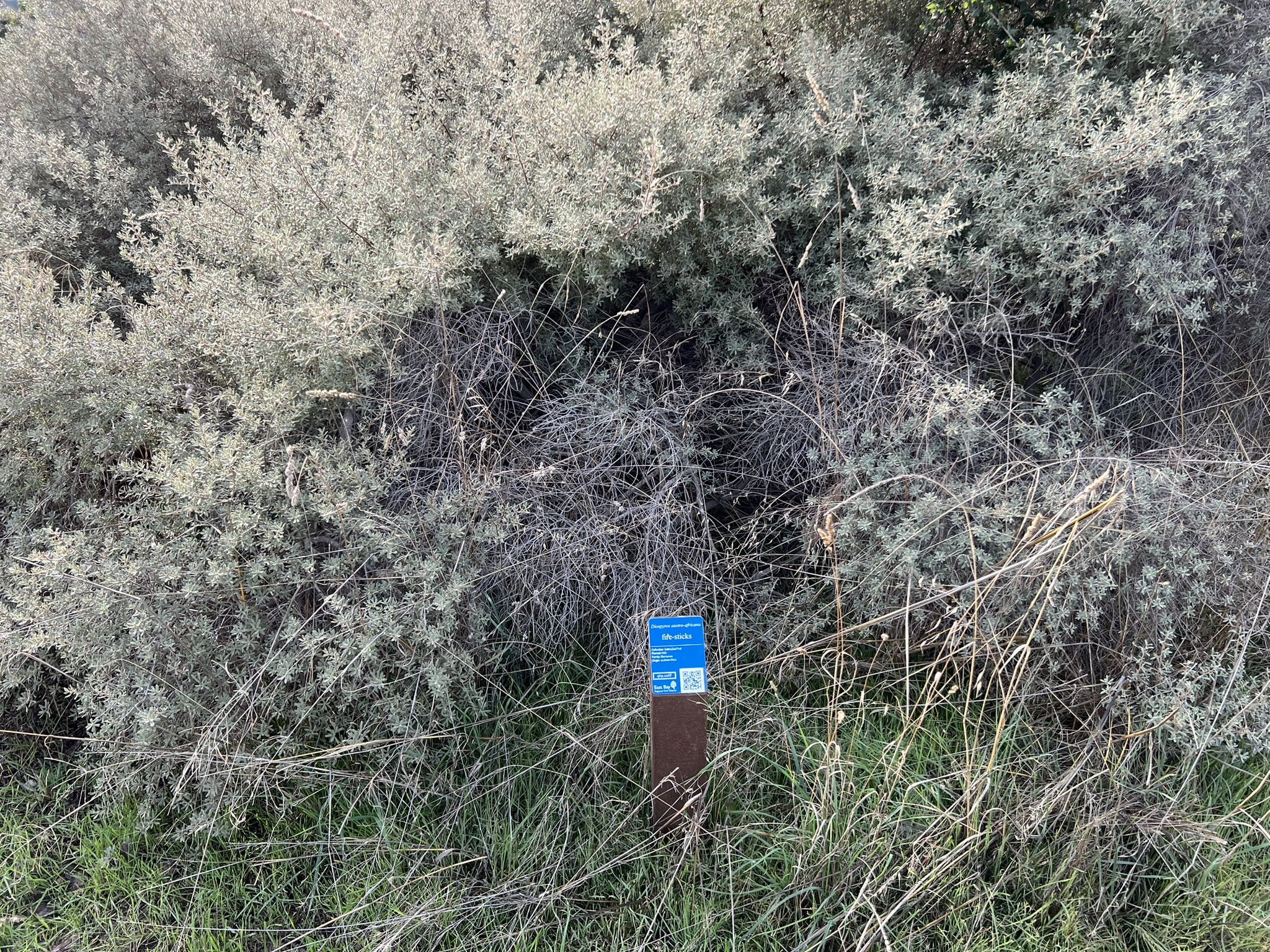 公园中间树林的各种树