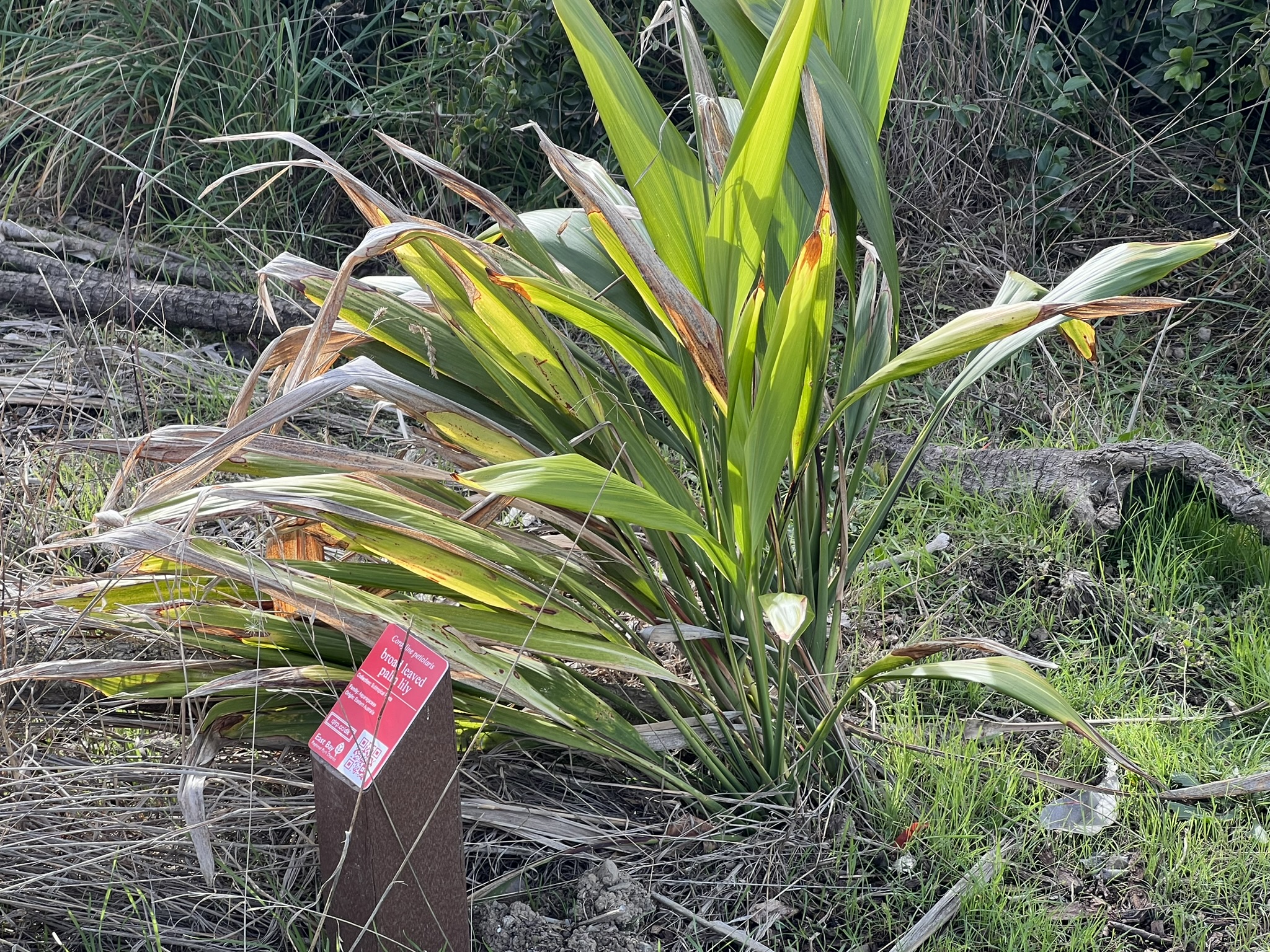 公园中间树林的各种树