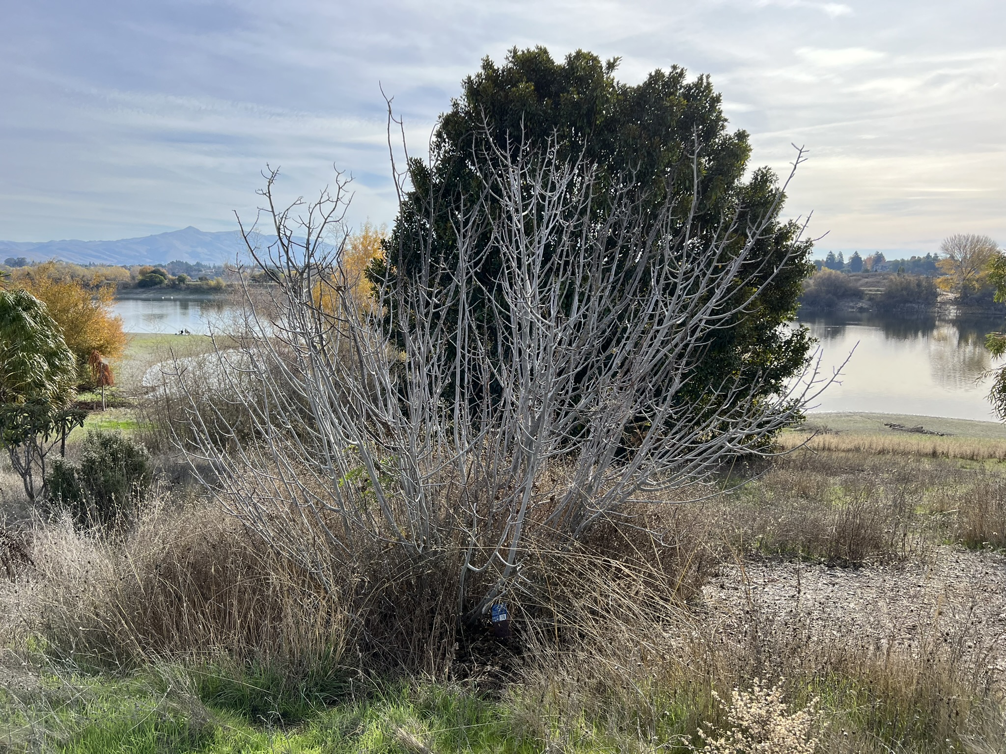 公园中间树林的各种树