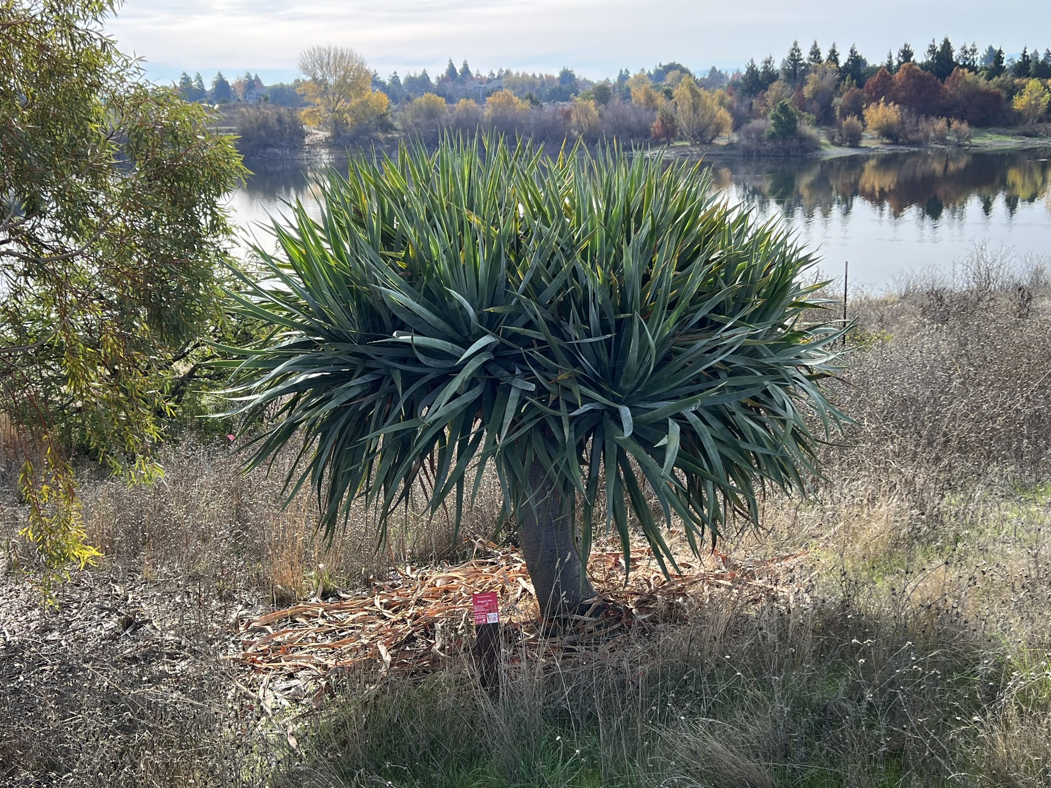 公园中间树林的各种树
