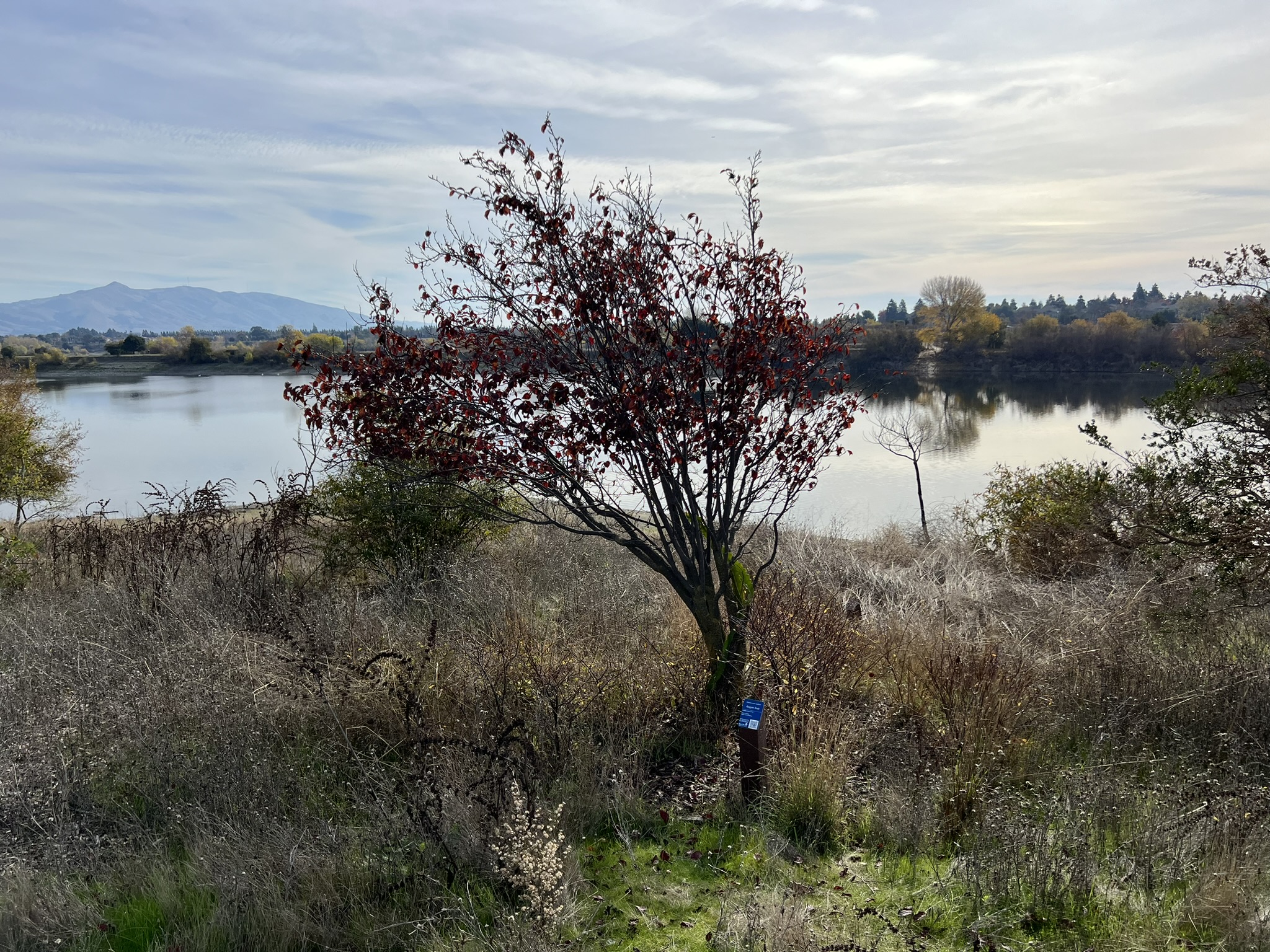 公园中间树林的各种树