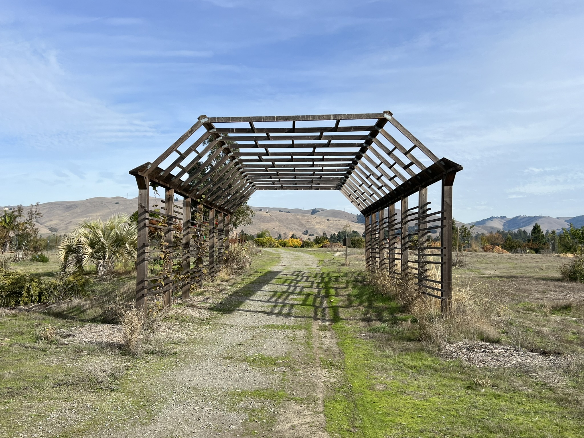 近看似乎是葡萄架