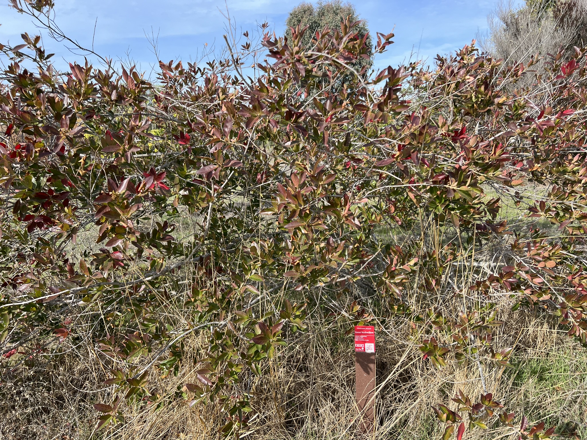 公园中间树林的各种树