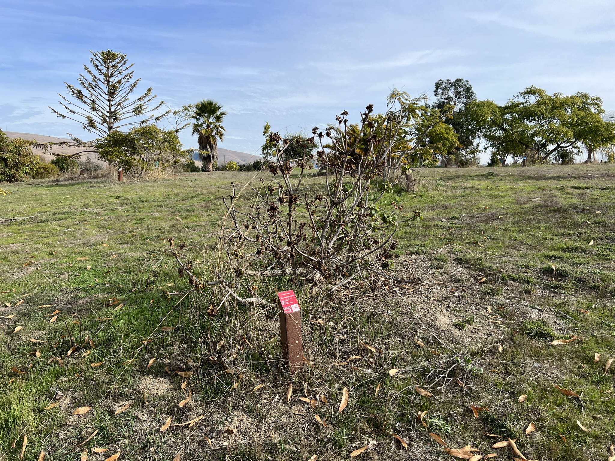 公园中间树林的各种树