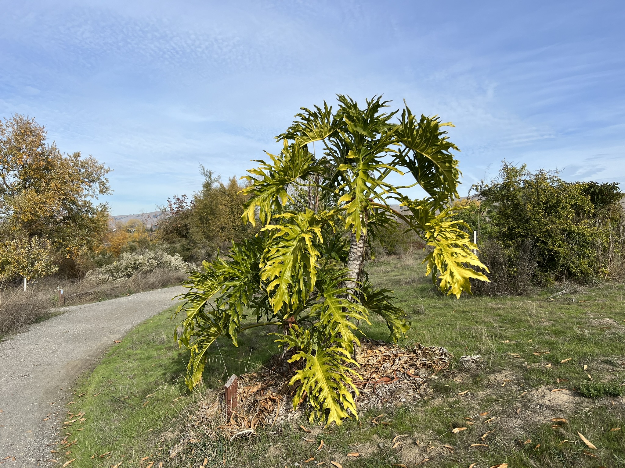 公园中间树林的各种树